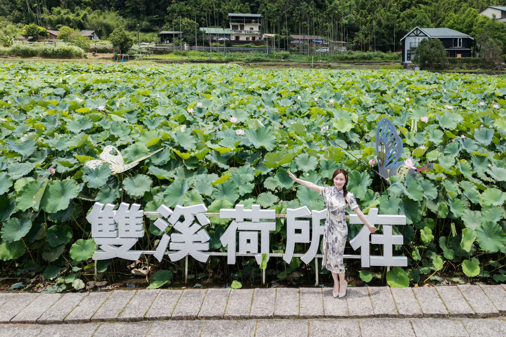 目前上林荷花田的荷花已經要進入滿花的高峰期