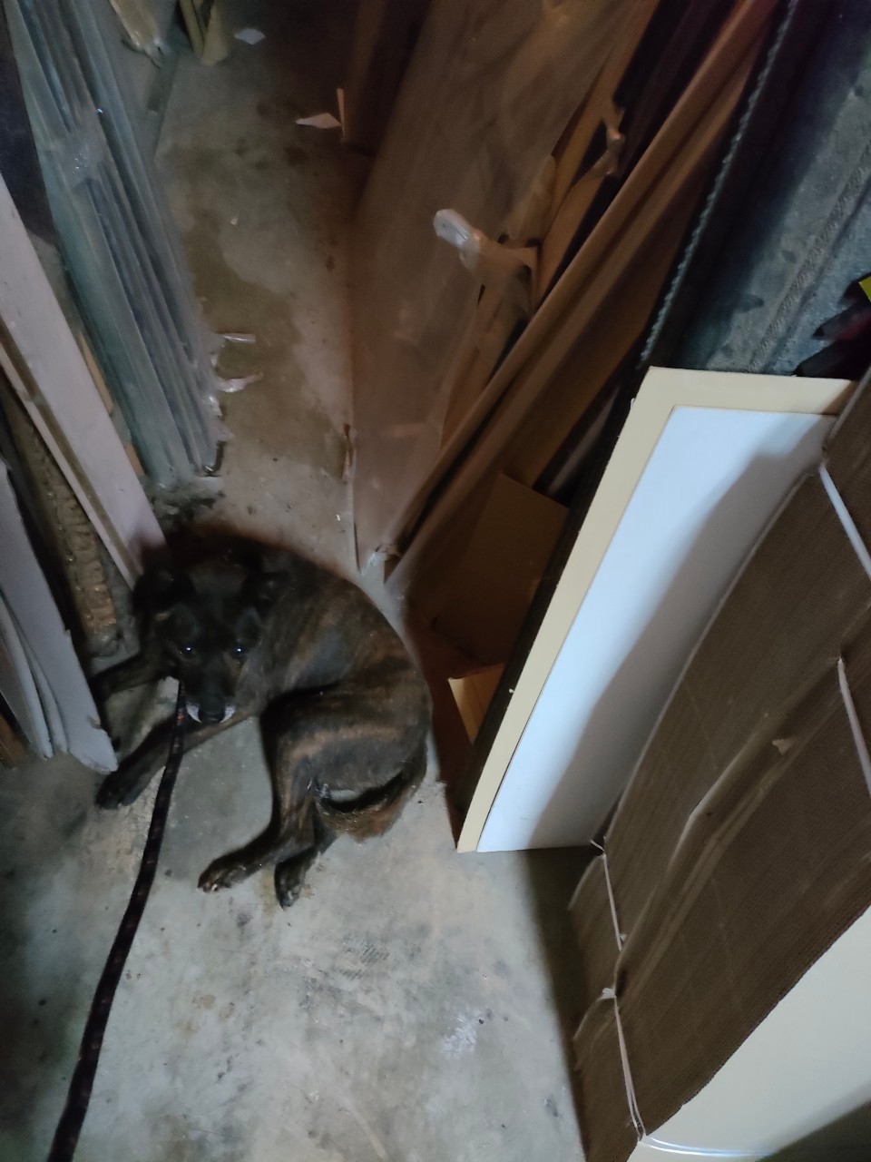 路邊瘦弱年老黑犬疑似癱瘓只能躺臥。