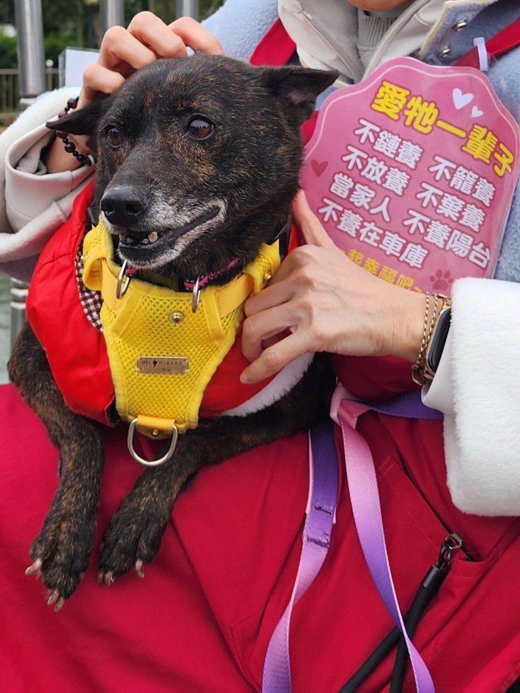 犬貓年紀大了脊椎也會老化。