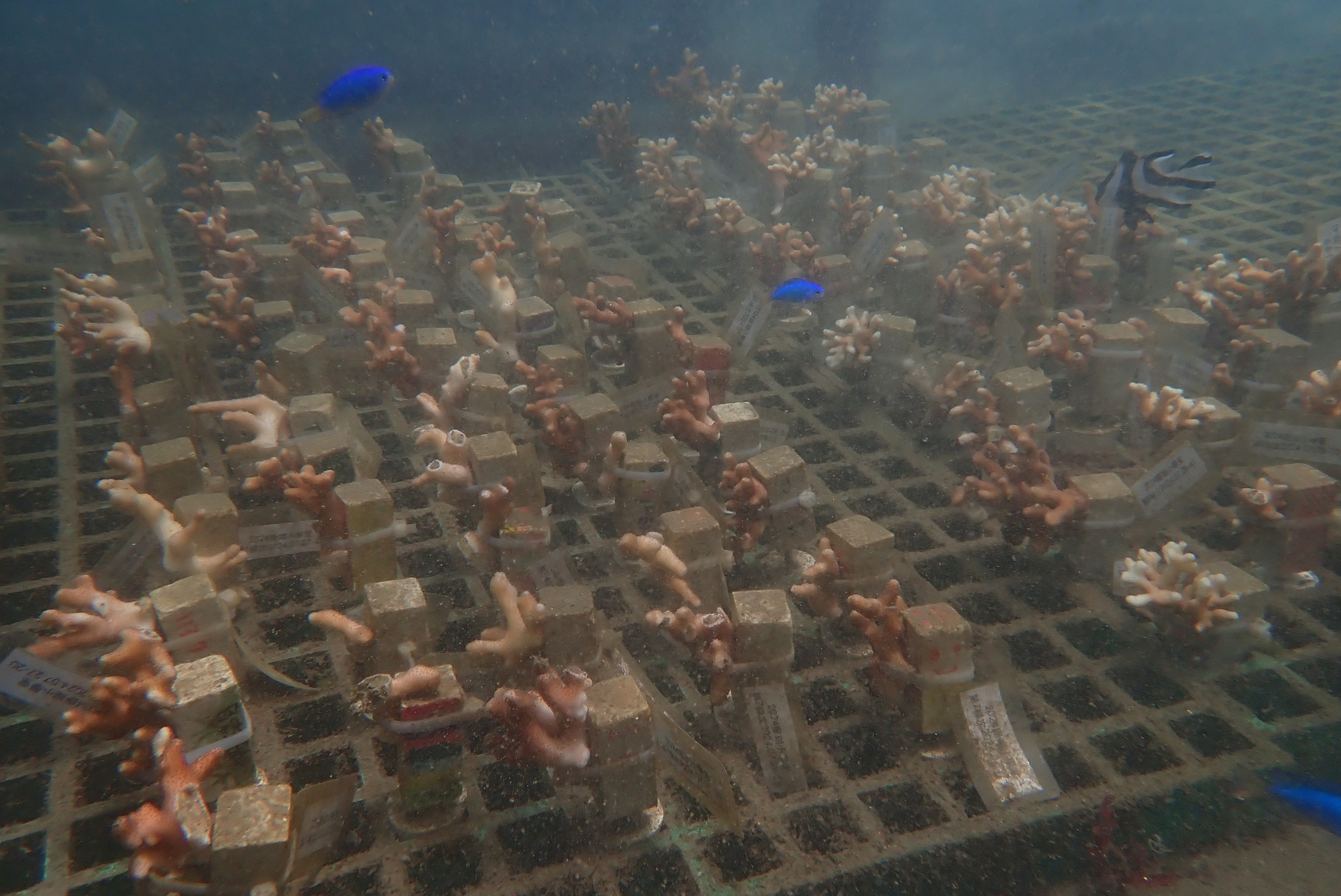 每年復育500株的珊瑚幼苗