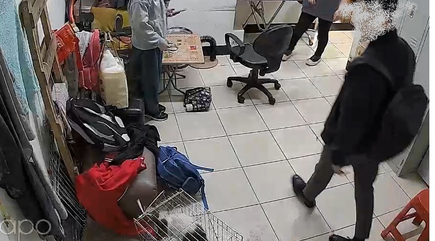 貓籠變形，貓隻受傷驚嚇亂竄。