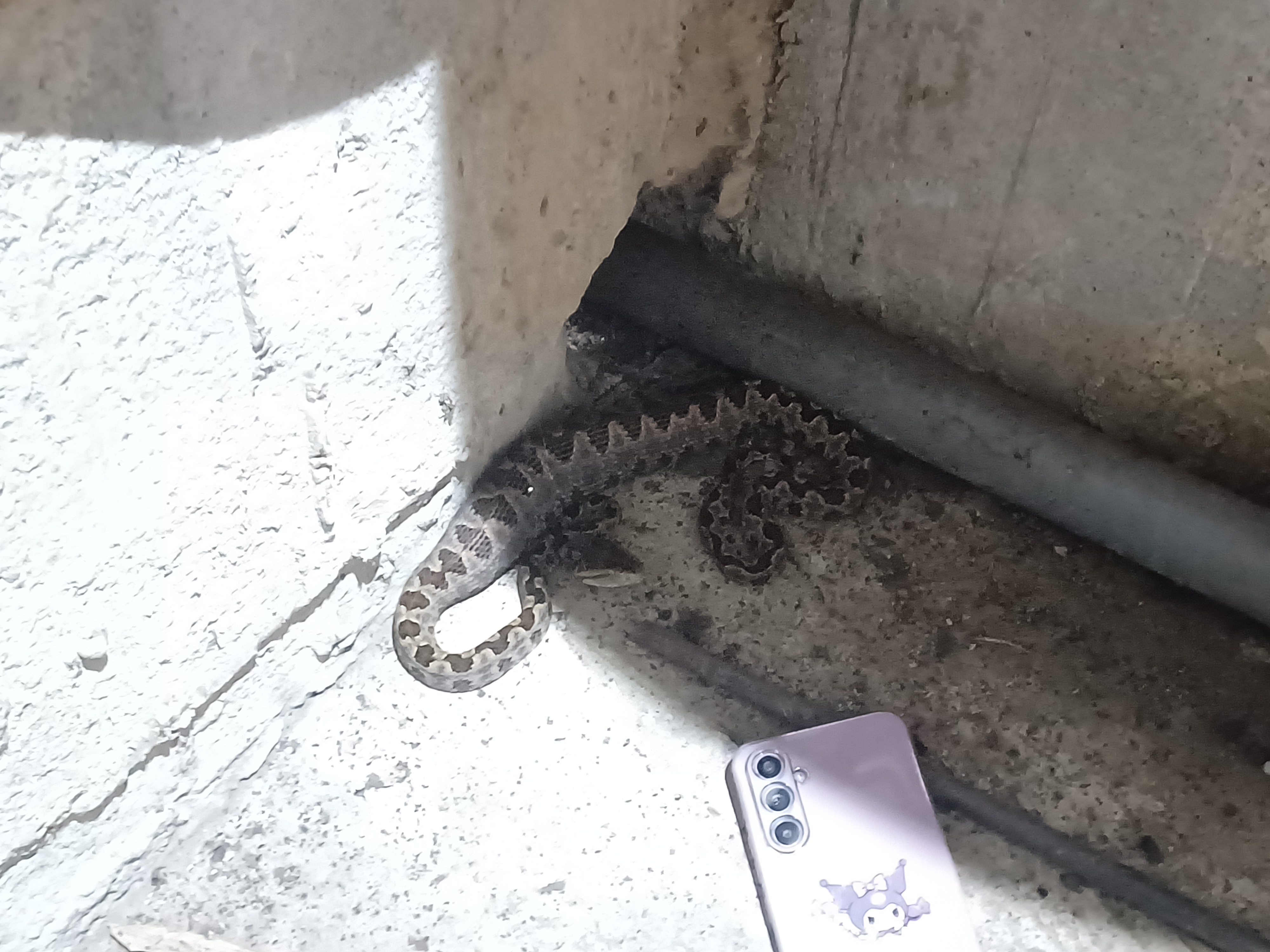  圖二、龜殼花吞食老鼠後鑽不出水管旁縫隙，受困廁所內後被如廁民眾通報。
