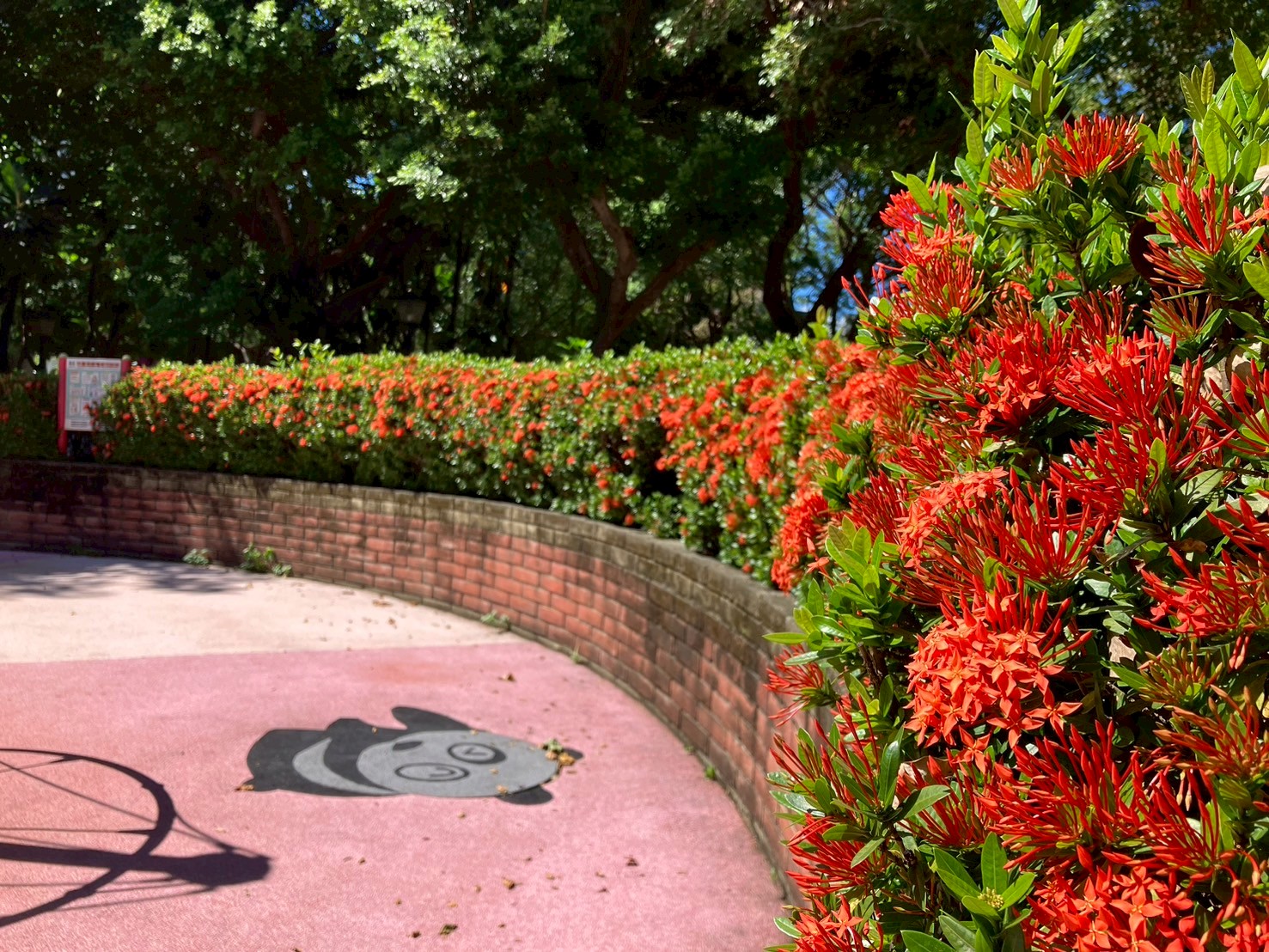 三重開元公園火紅仙丹花豔麗盛開，釋放熱情活力
