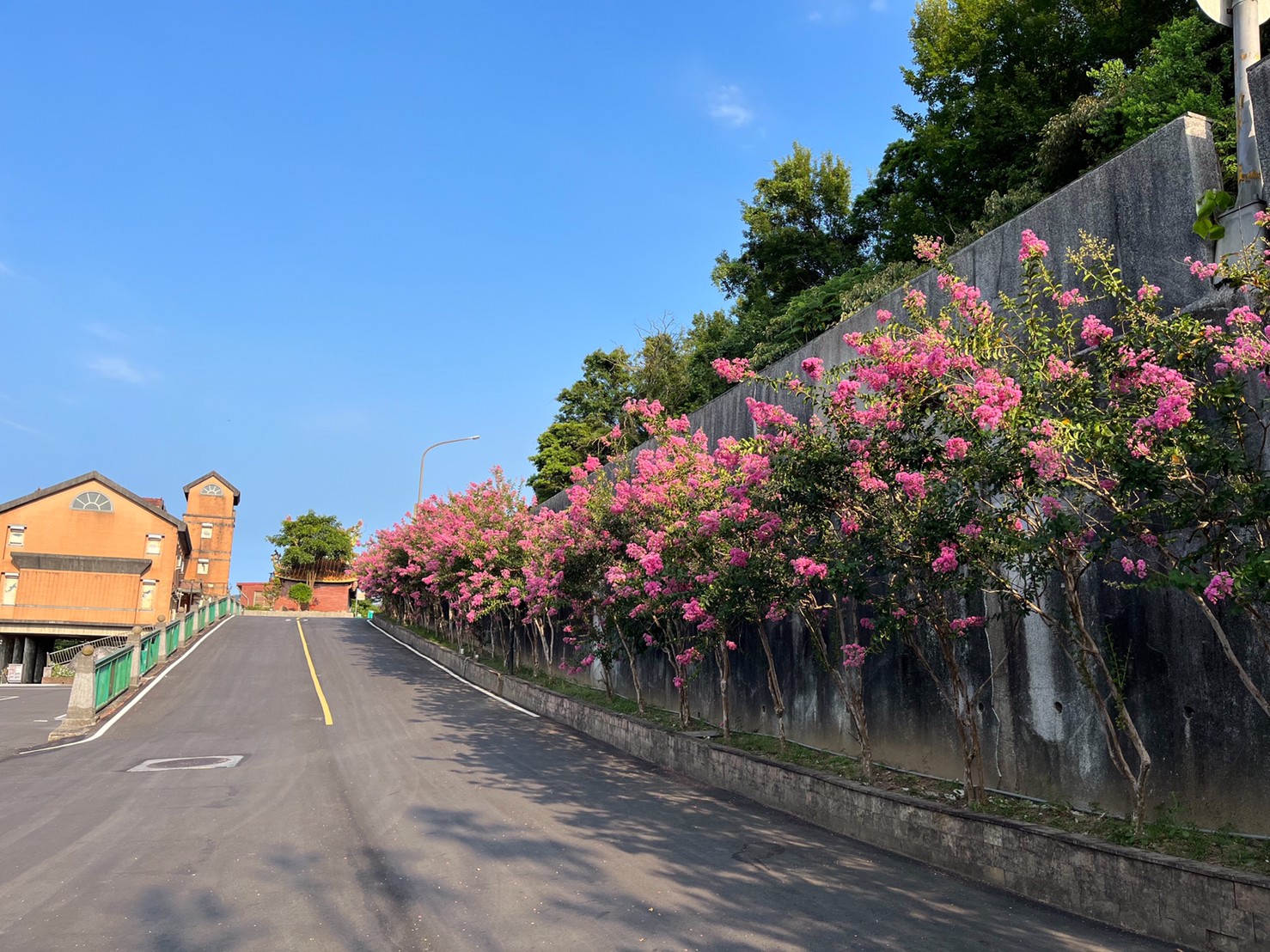 貢寮環保公園紫紅色紫薇搭配著藍天顯得格外細緻浪漫