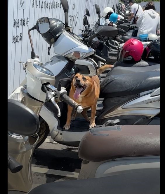 犬於烈日被牽繩獨留機車。