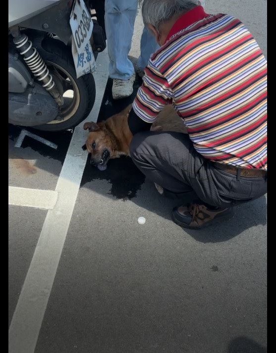 犬隻不久已脫水休克，飼主緊急帶去就醫。