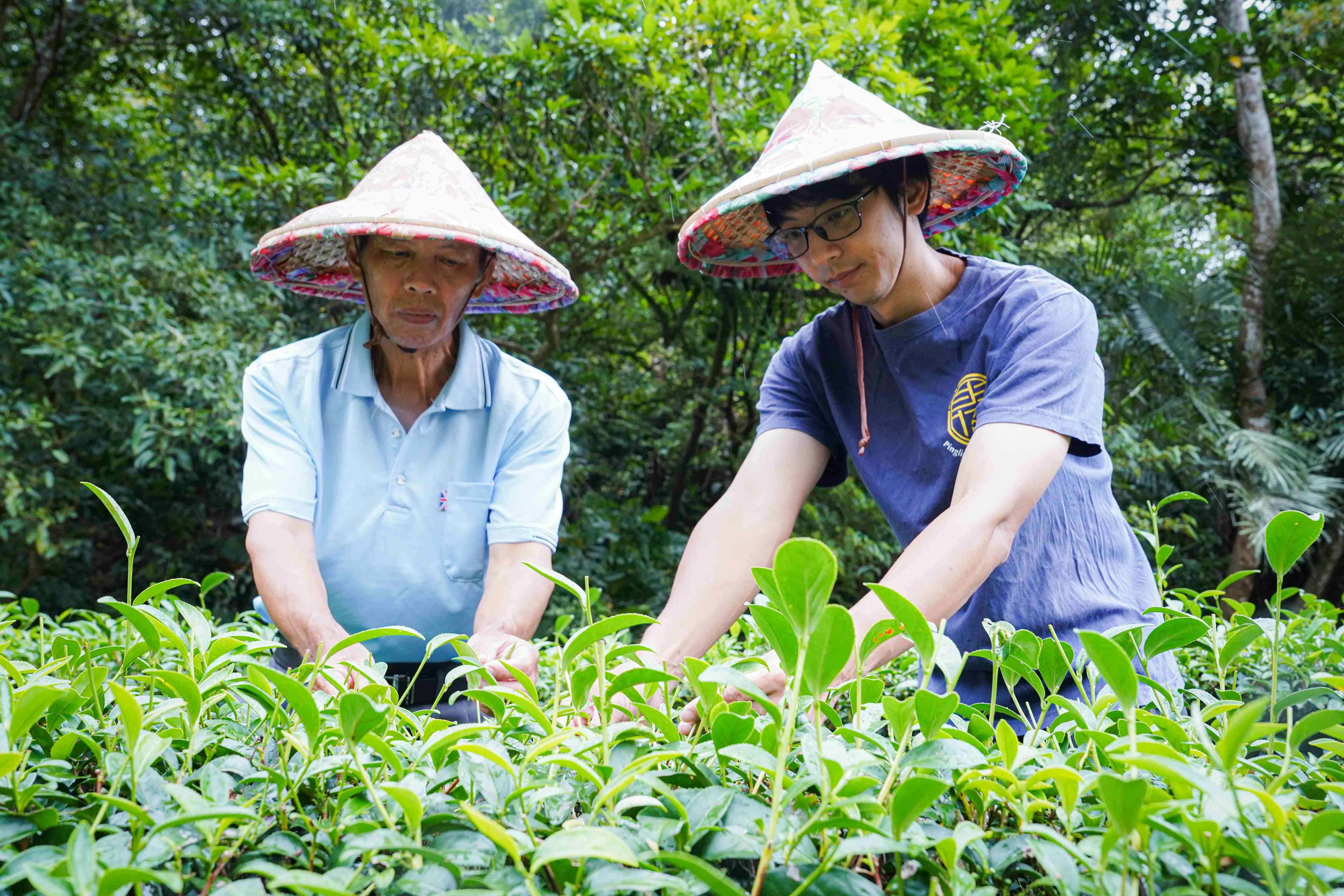  本屆特等獎得主翁永田(左)與兒女翁治源(右)、翁依萍一同經營茶園