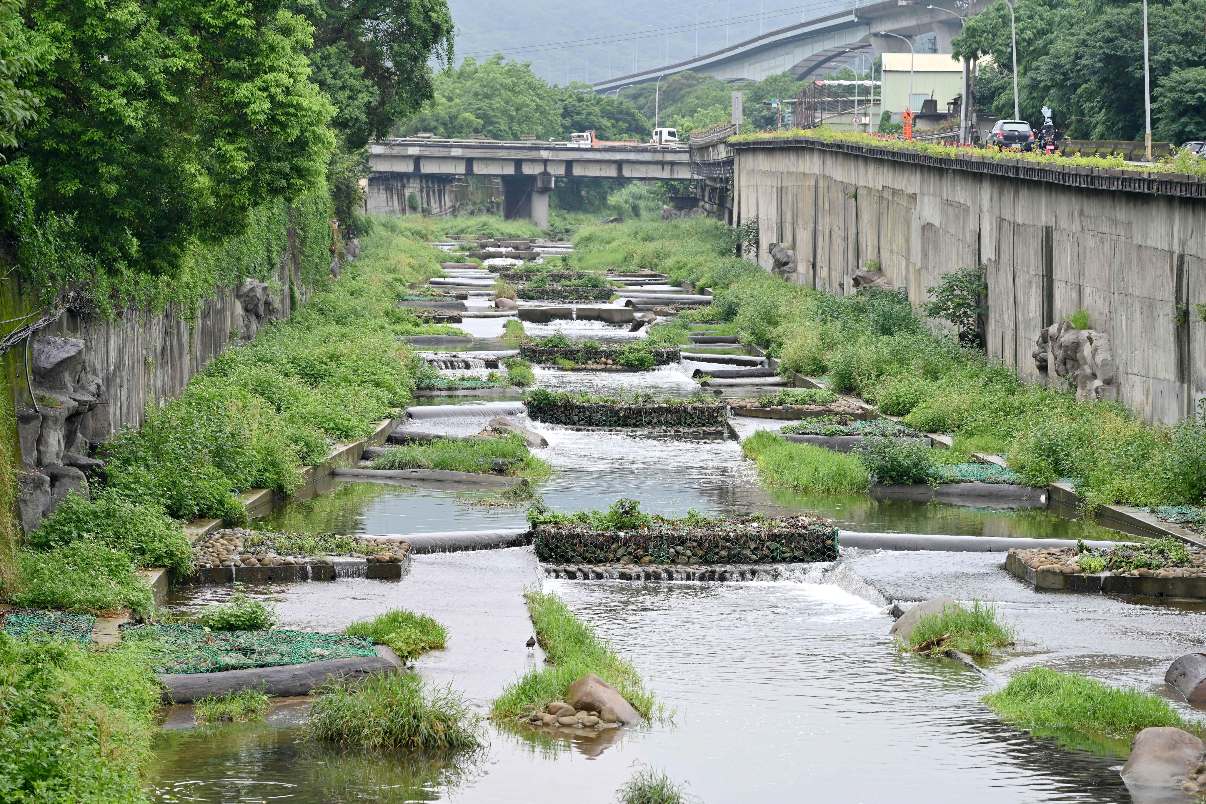 新北市政府以「近自然工法」營造大窠坑溪水域型態及棲地條件，還原河道景觀，讓紅冠水雞、翠鳥、黃綠澤蟹等達82種生物在此棲息