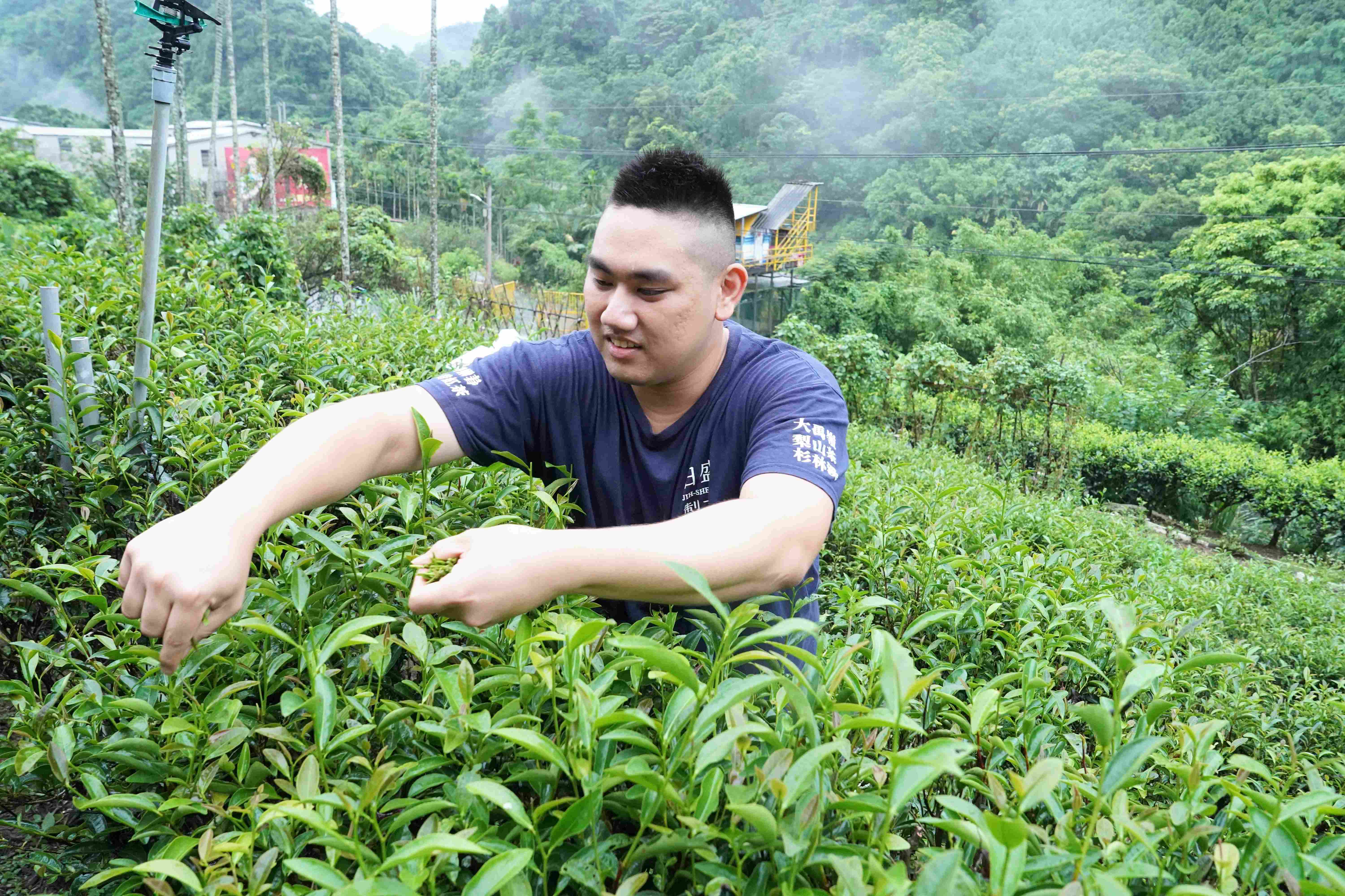  日盛茶行茶園不僅採友善耕作並具有機轉型期驗證
