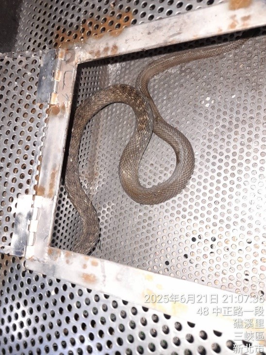  臭青公是臺灣野外常見的無毒蛇之一。
