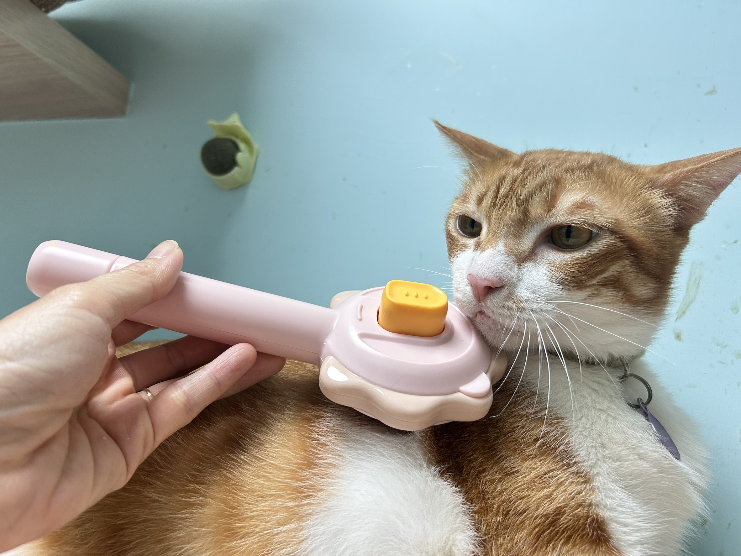 使用寵物針梳幫貓咪梳毛。