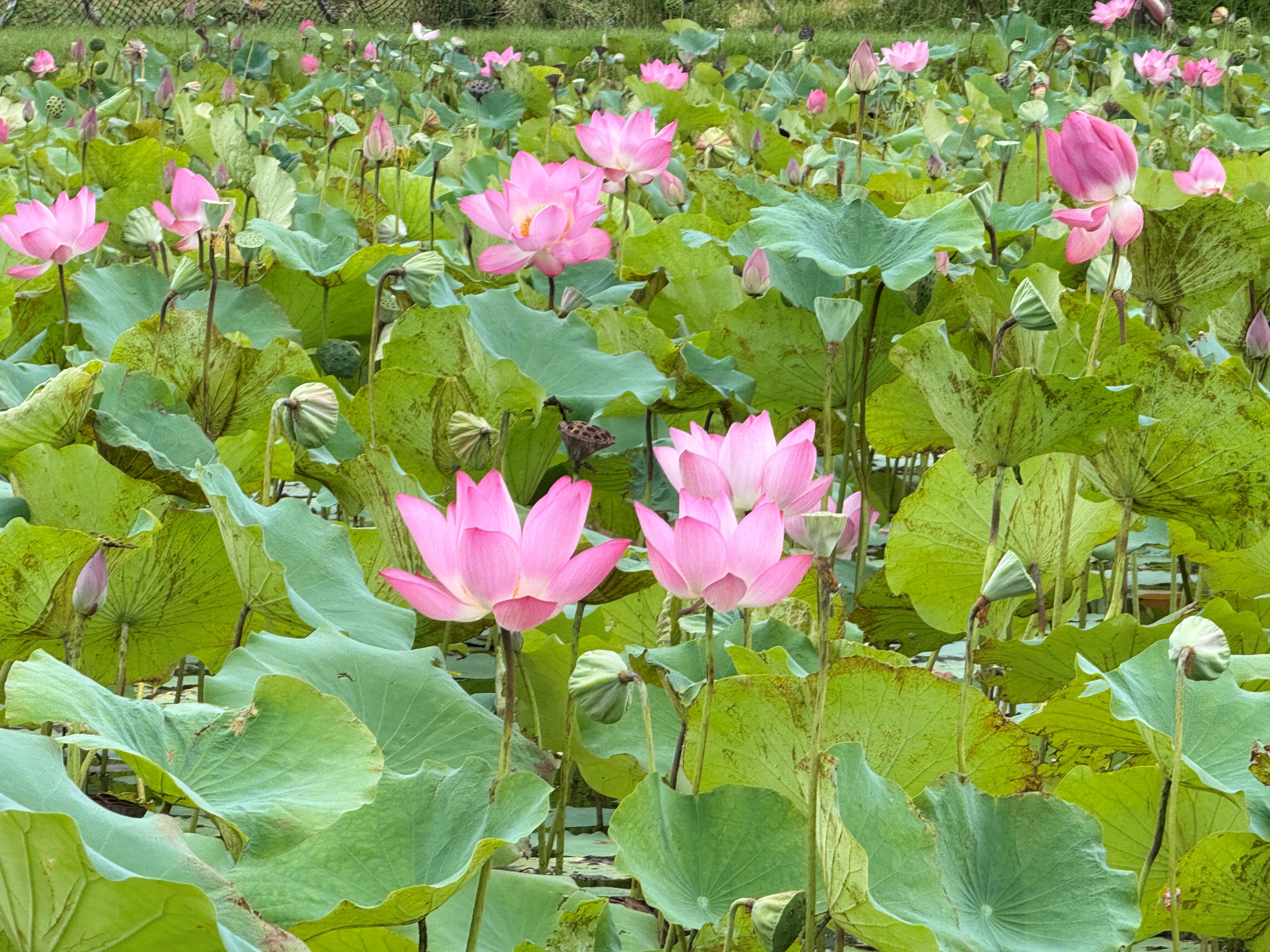 夏風輕拂荷正香，山佳荷花池詩意綻放