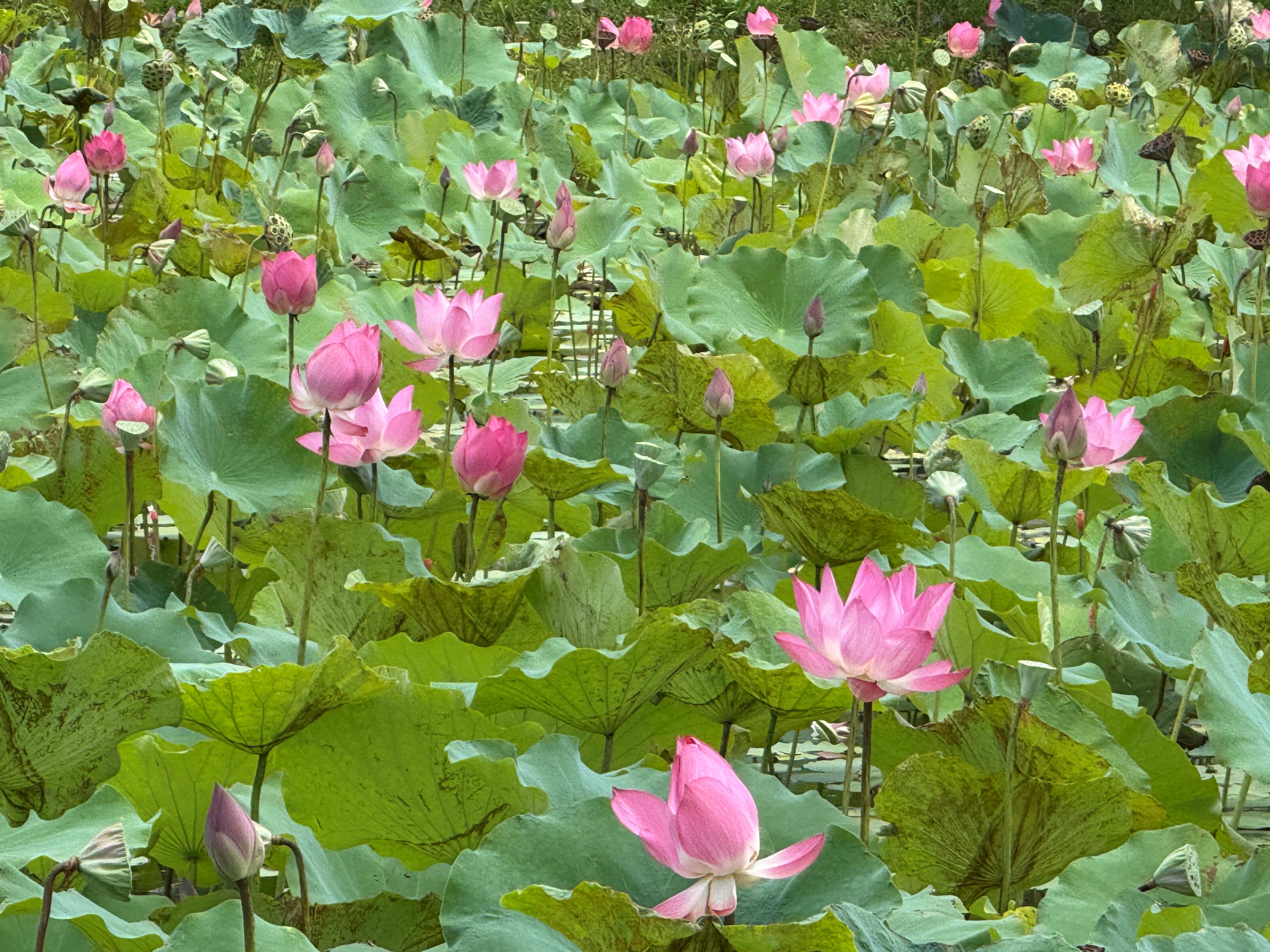  荷開山佳，美景如詩