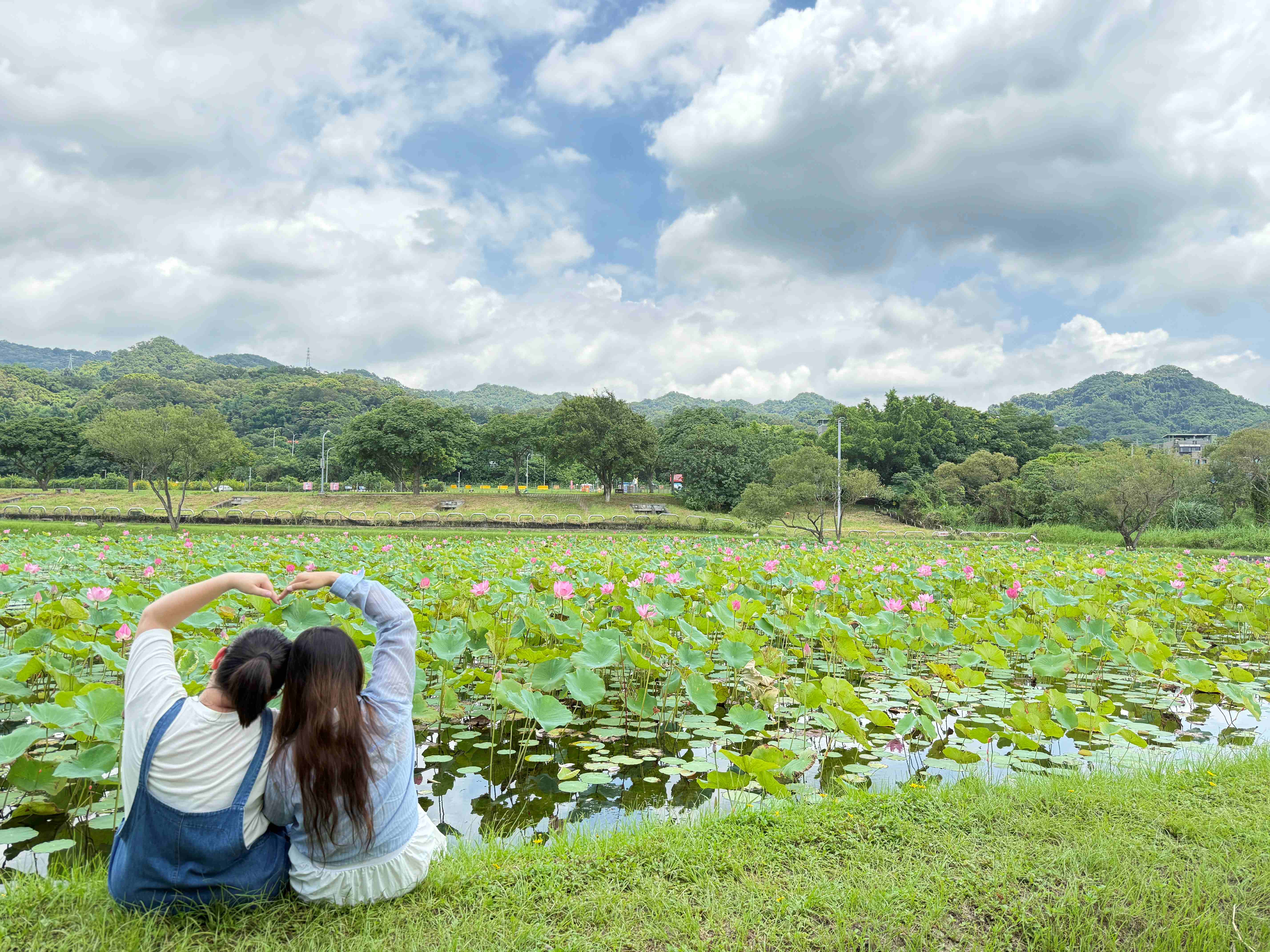  池水含煙，蓮香入夢，山佳的夏日時分
