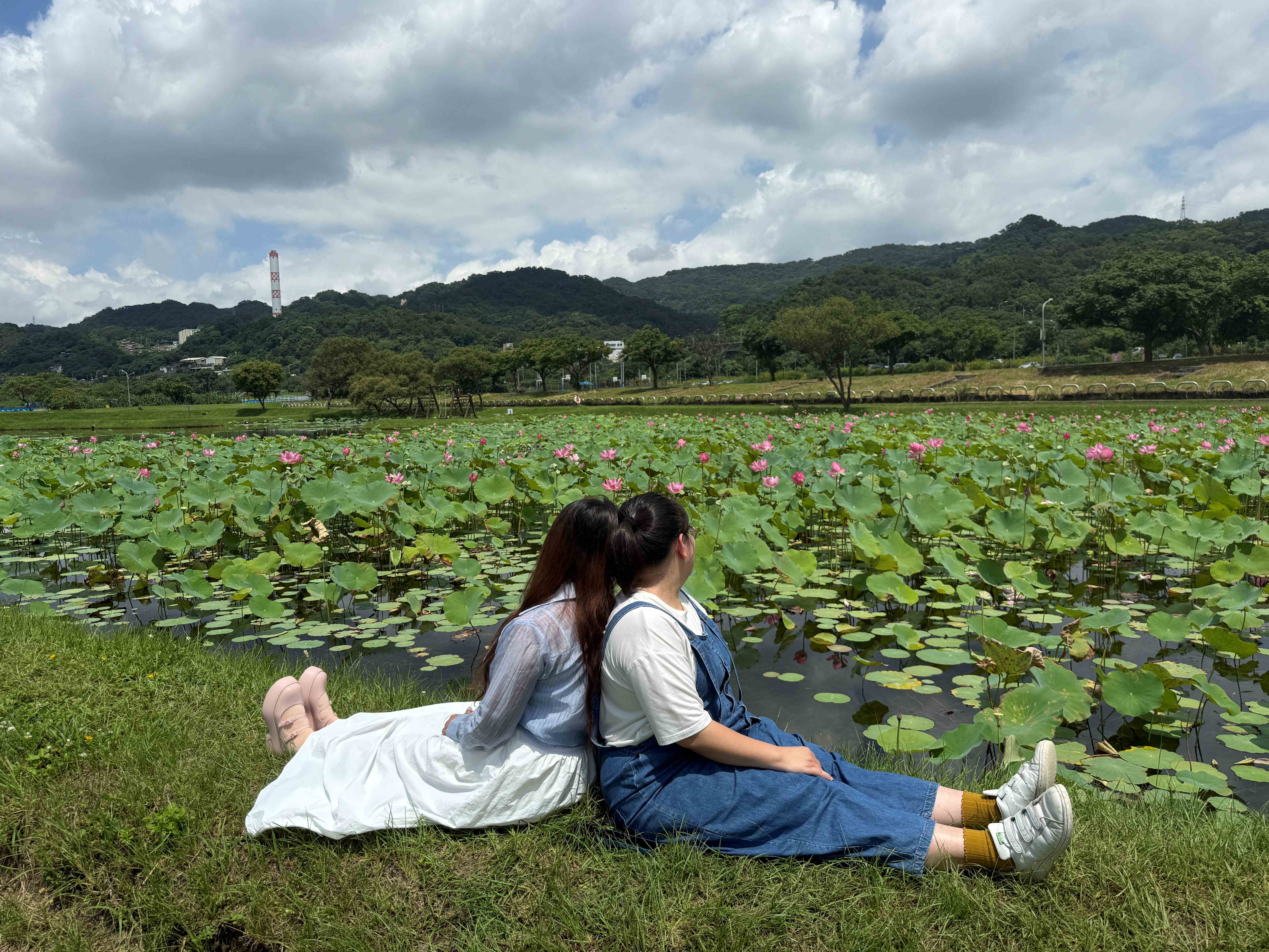  山佳荷花池美如畫，打卡賞花正當時