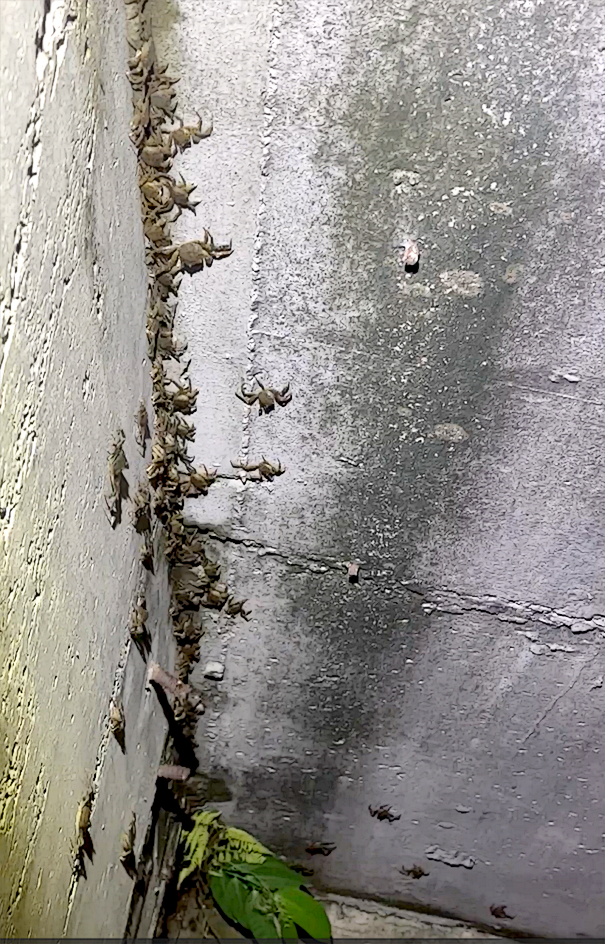 密密麻麻的毛蟹排山倒海般逆流而上，數量之龐大令人瞠目結舌，猶如「萬蟹奔騰」