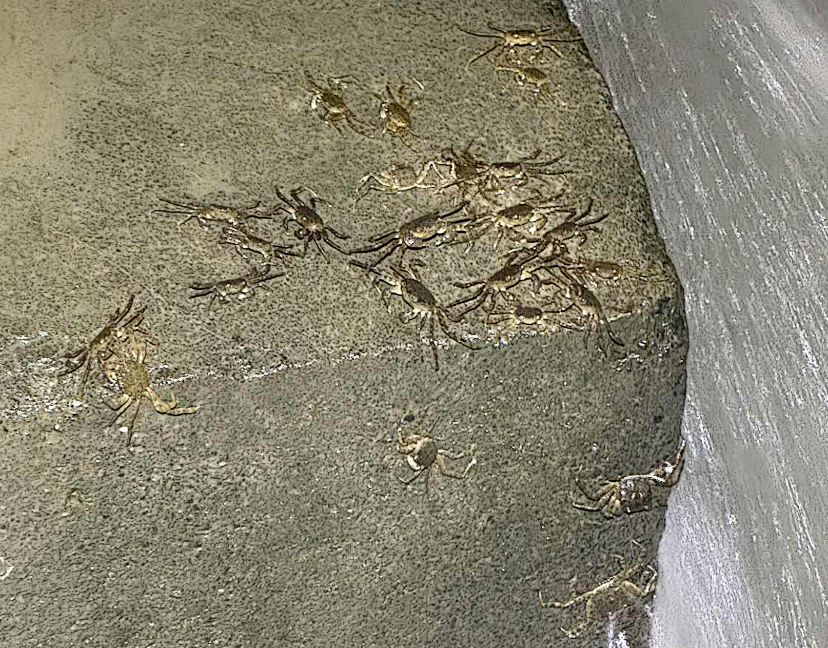 毛蟹上溯過程中，先於消波塊暫歇儲備體力，再準備攀爬越堰