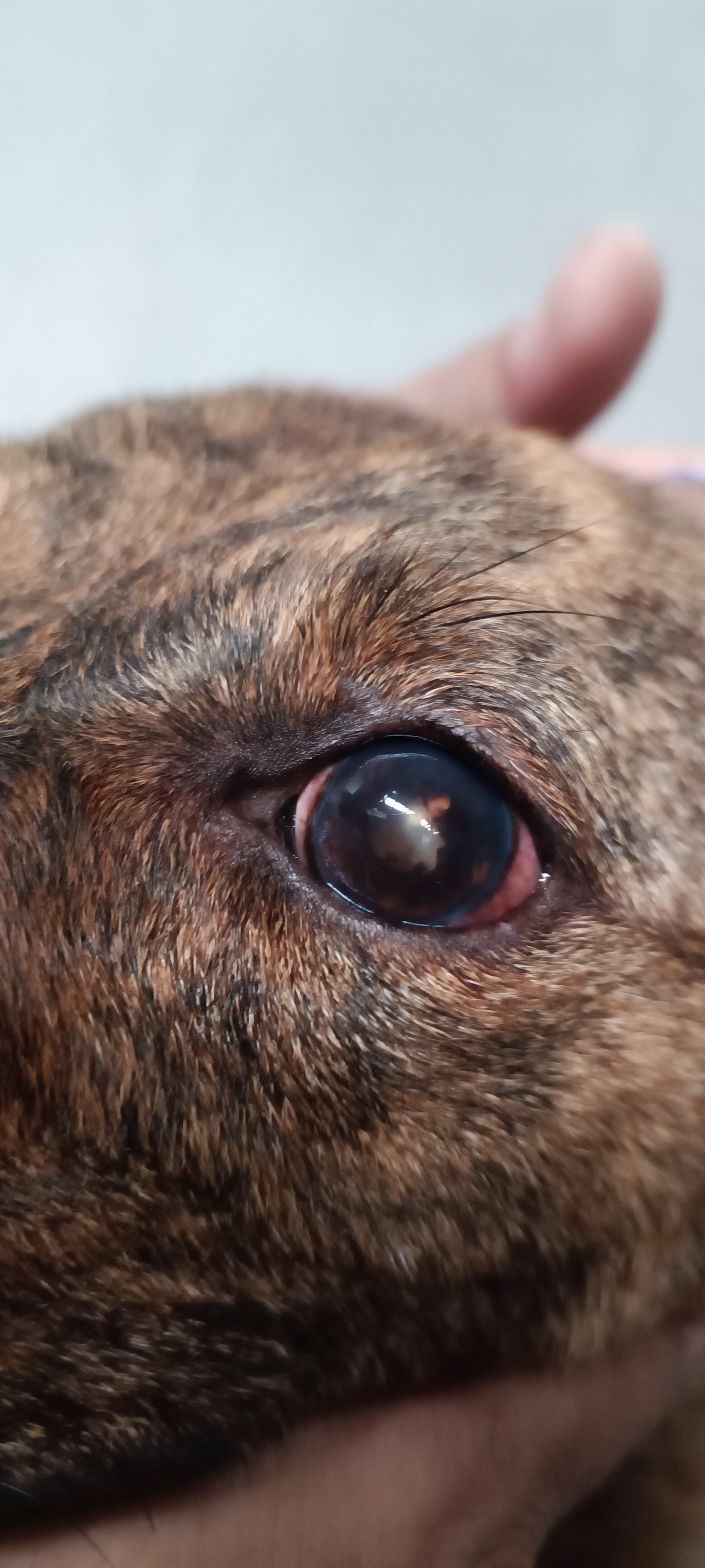 虎斑犬阿虎打完疫苗後過敏。