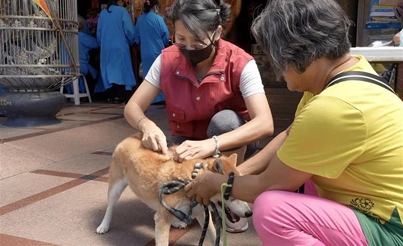  動保處每年辦理狂犬病疫苗巡迴注射。
