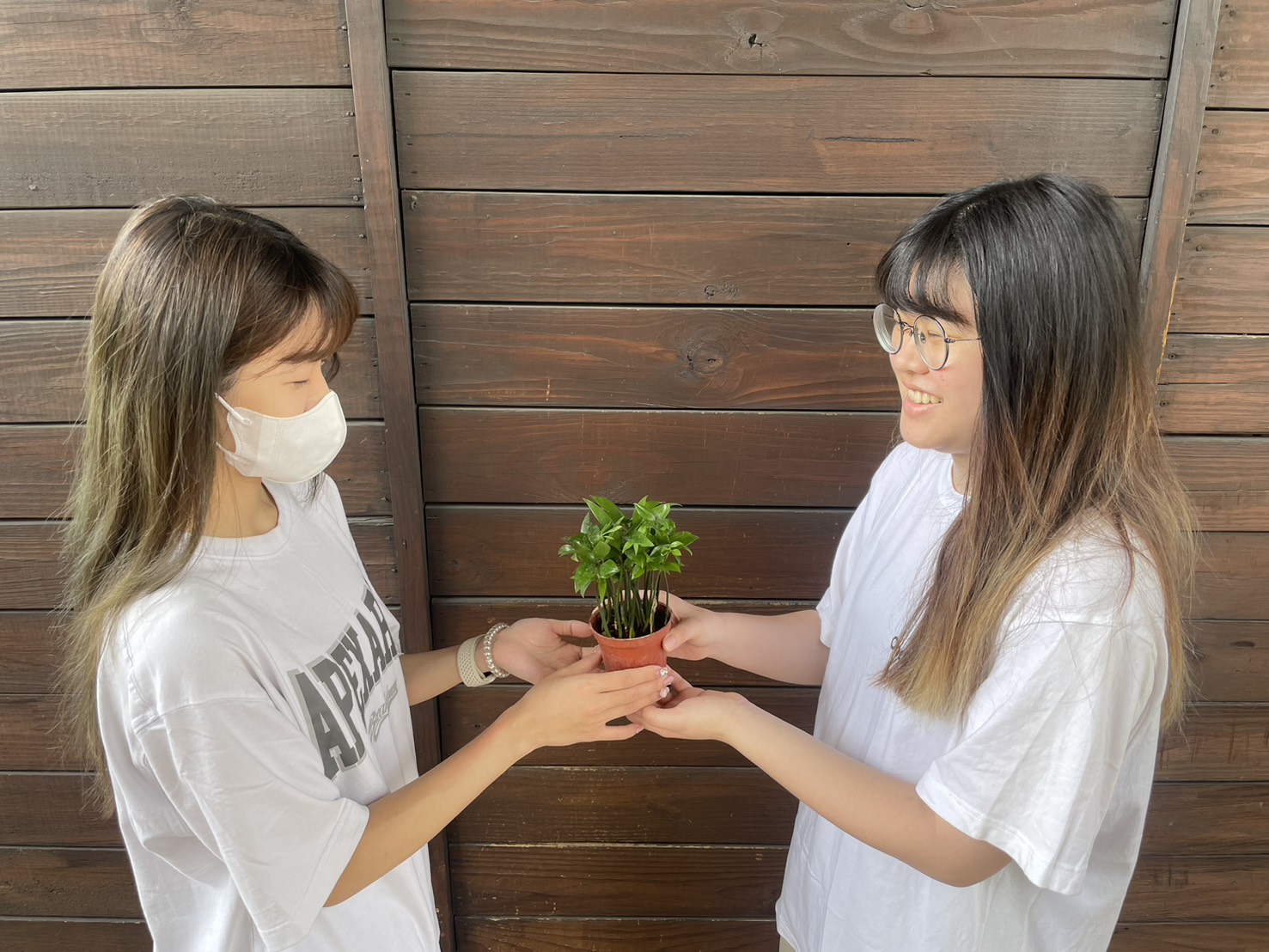  7月26及27日在基隆八斗子漁港碧砂泊區限量免費贈送500棵苗木