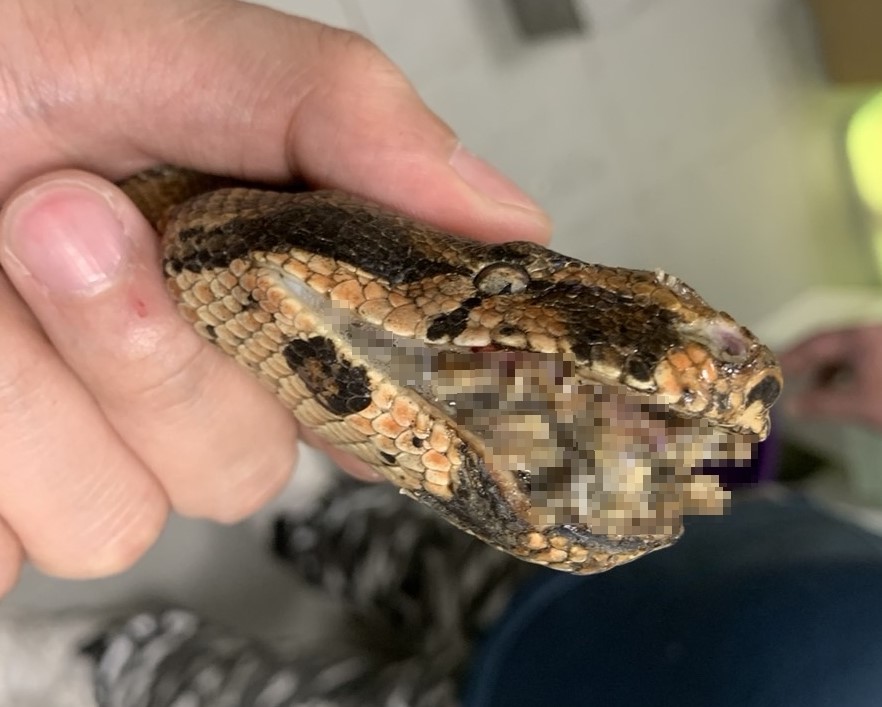 口腔的異常病況。