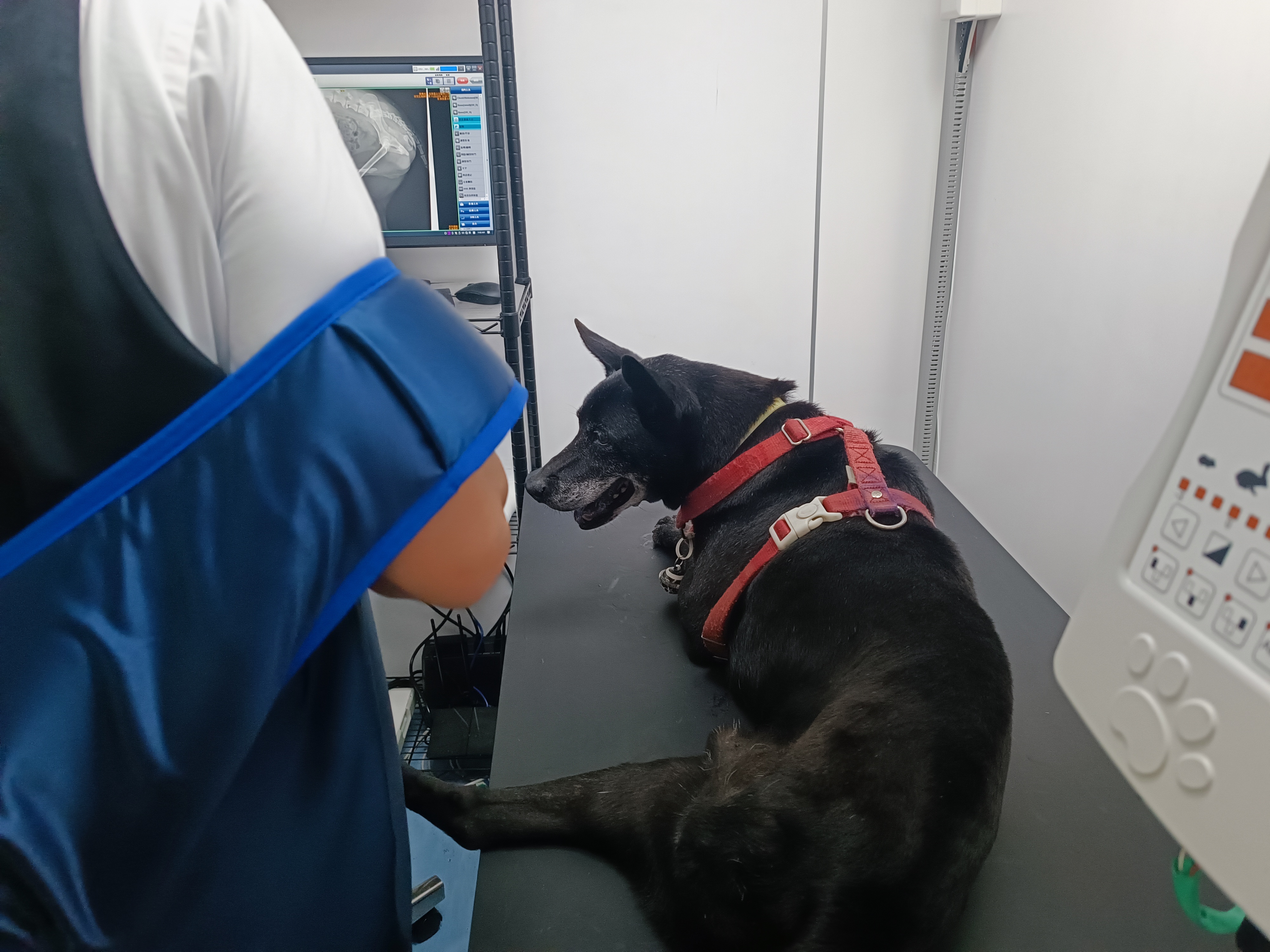  貝果到動物之家健康檢查。