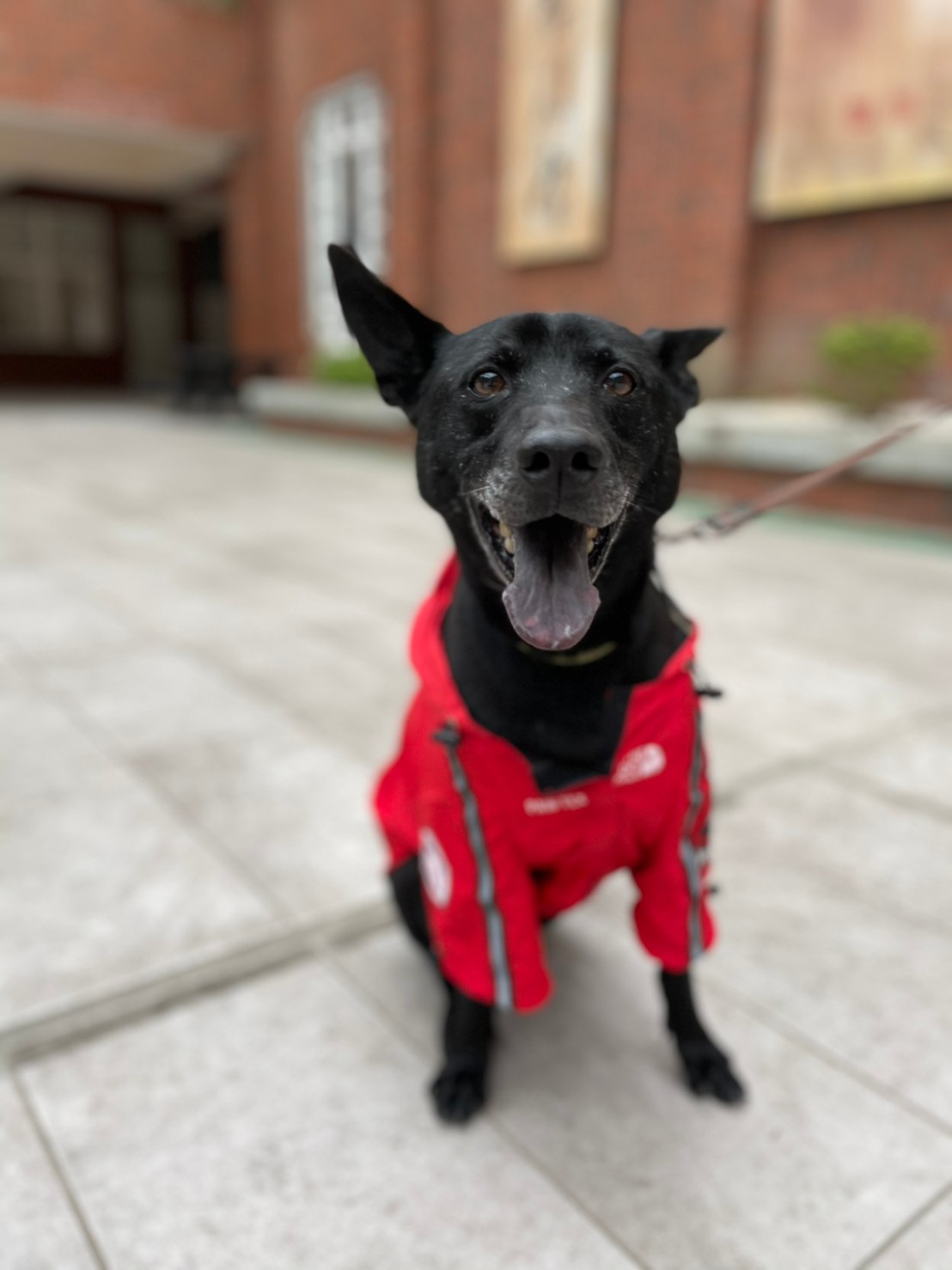 校園犬在校情形。