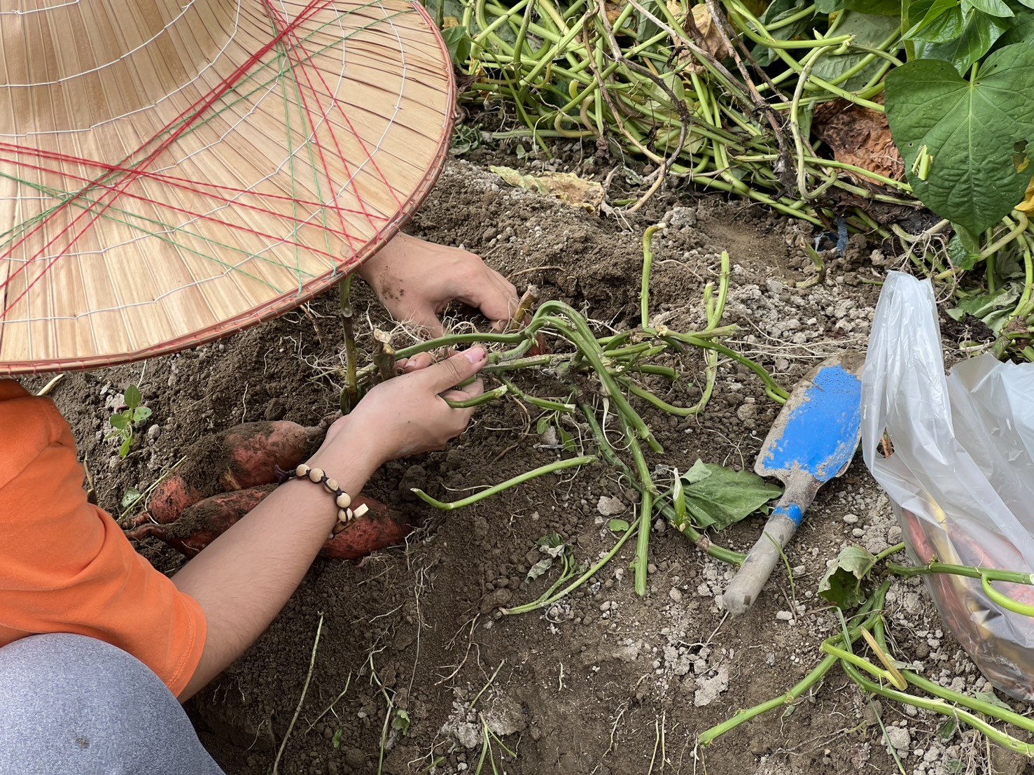 學員於汪汪地瓜園體驗永續農業