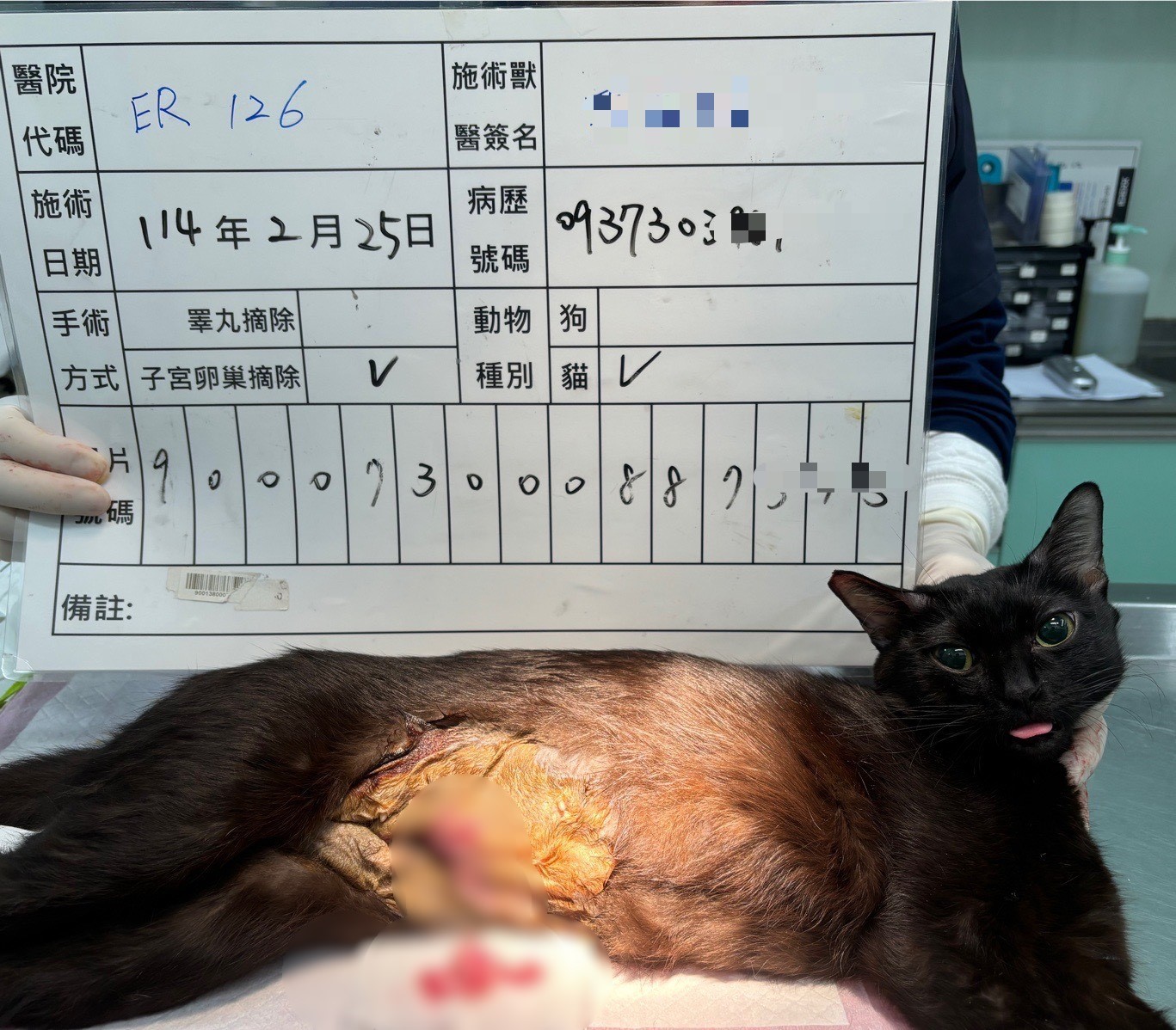 絕育補助術前照片範例。