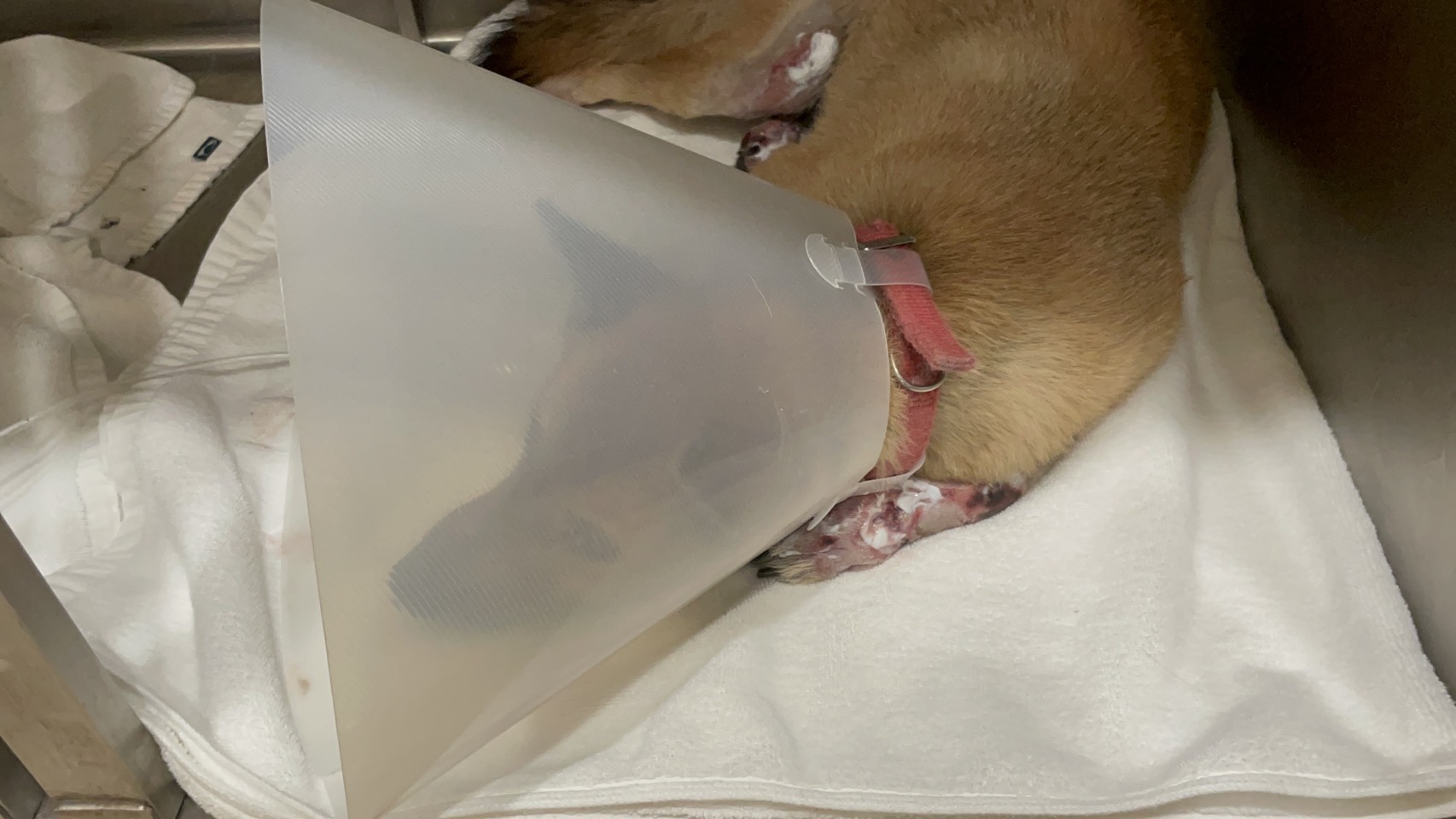  犬隻在醫院住院治療