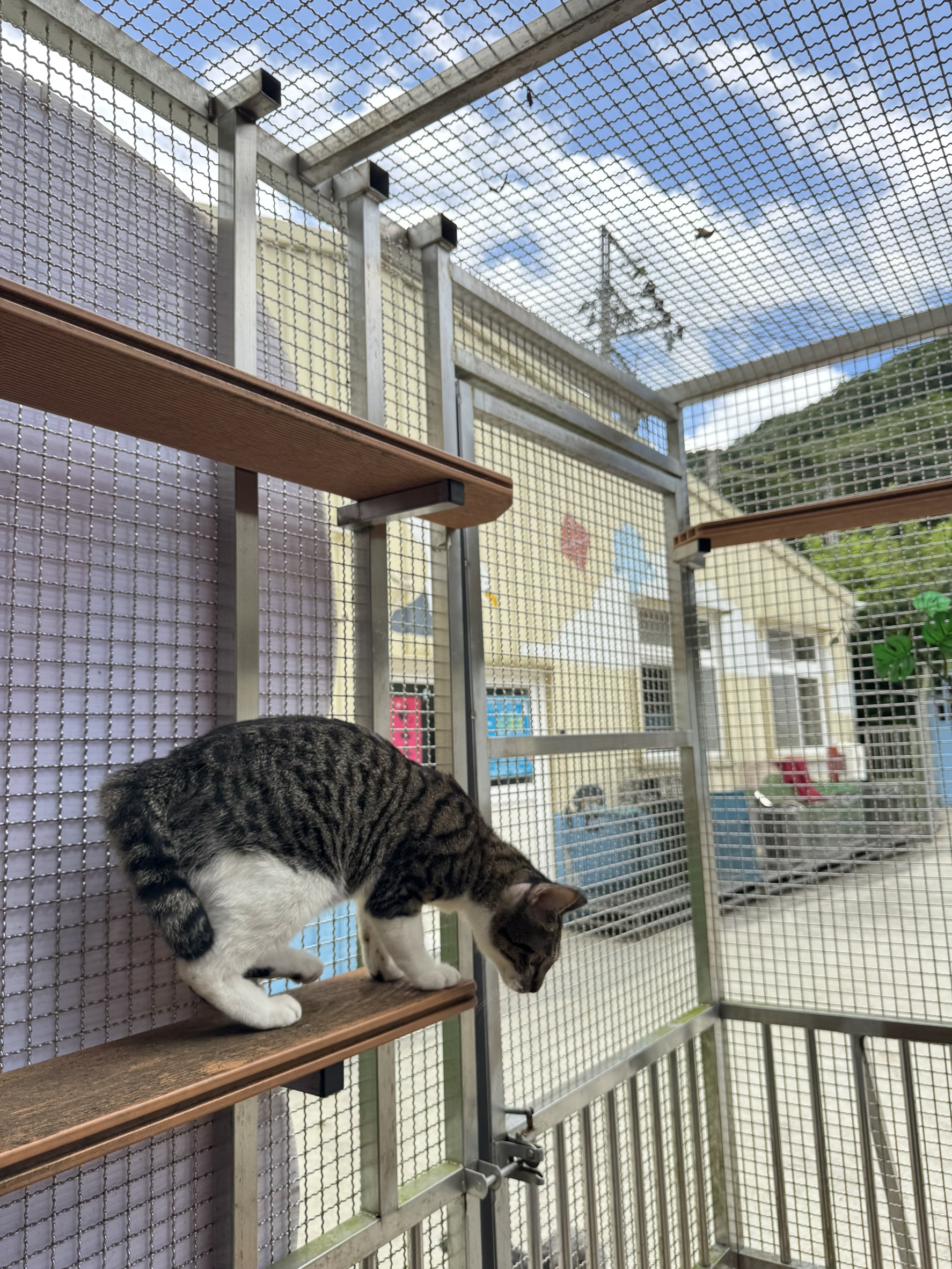  圖3、「湯圓」最喜歡曬太陽。