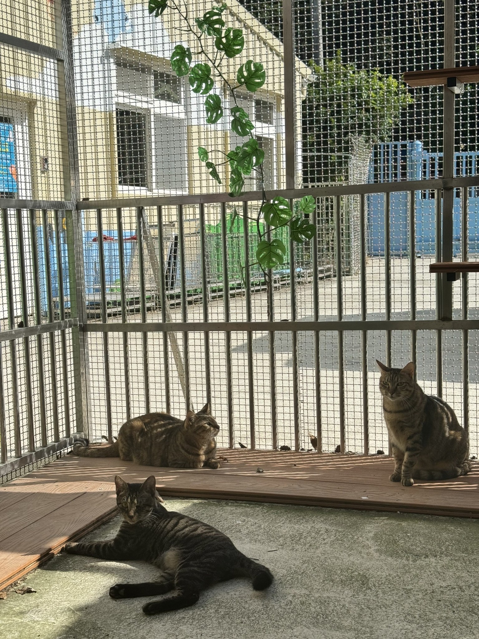 圖4、跟小夥伴們一起玩耍。