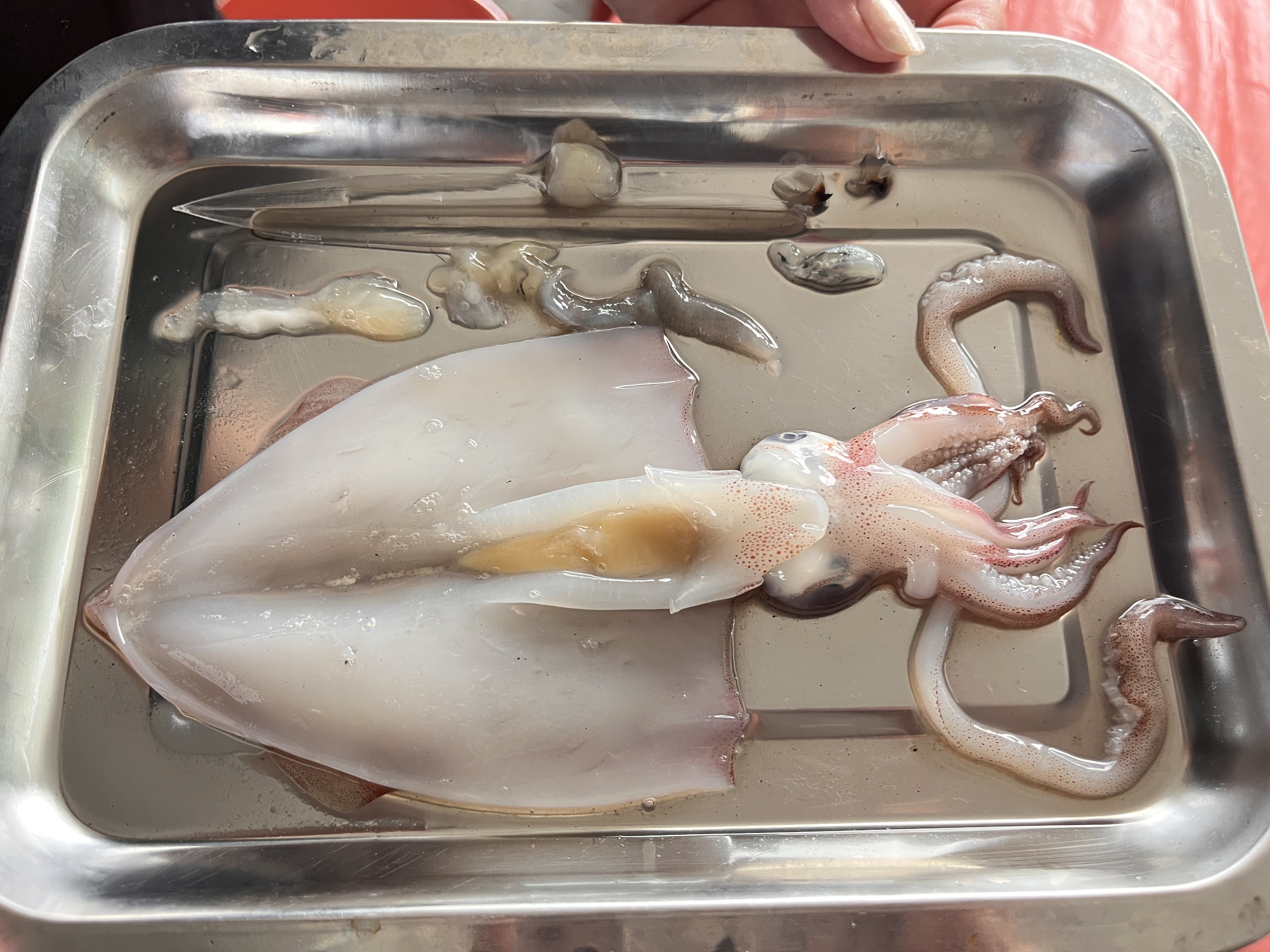 食魚教育透過解剖深入了解小卷