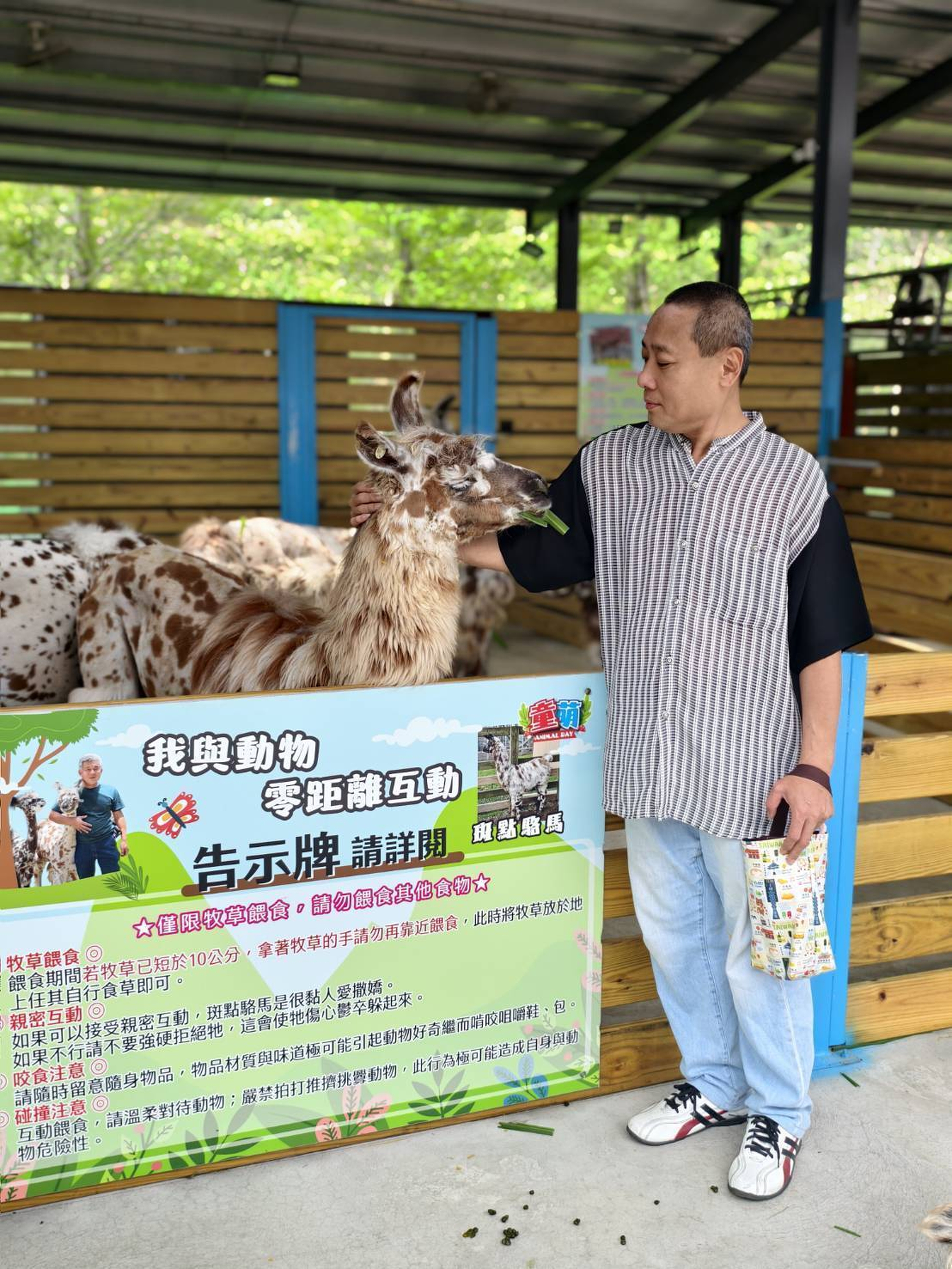 侯理事長在安全規範下親餵牧草，友善對待動物。