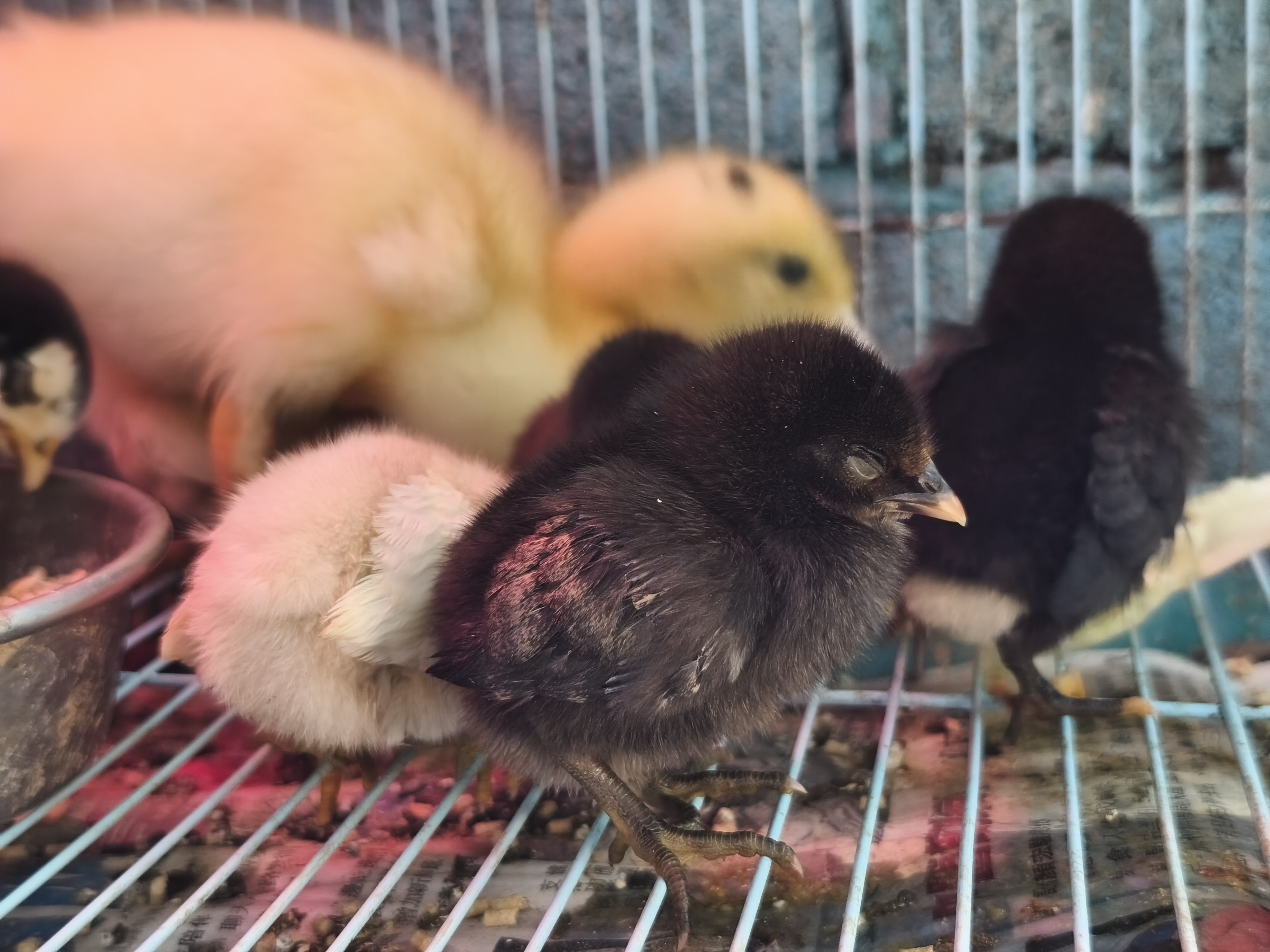 阿嬤在世時每日親手餵食、將牠們當作兒孫一般疼惜。
