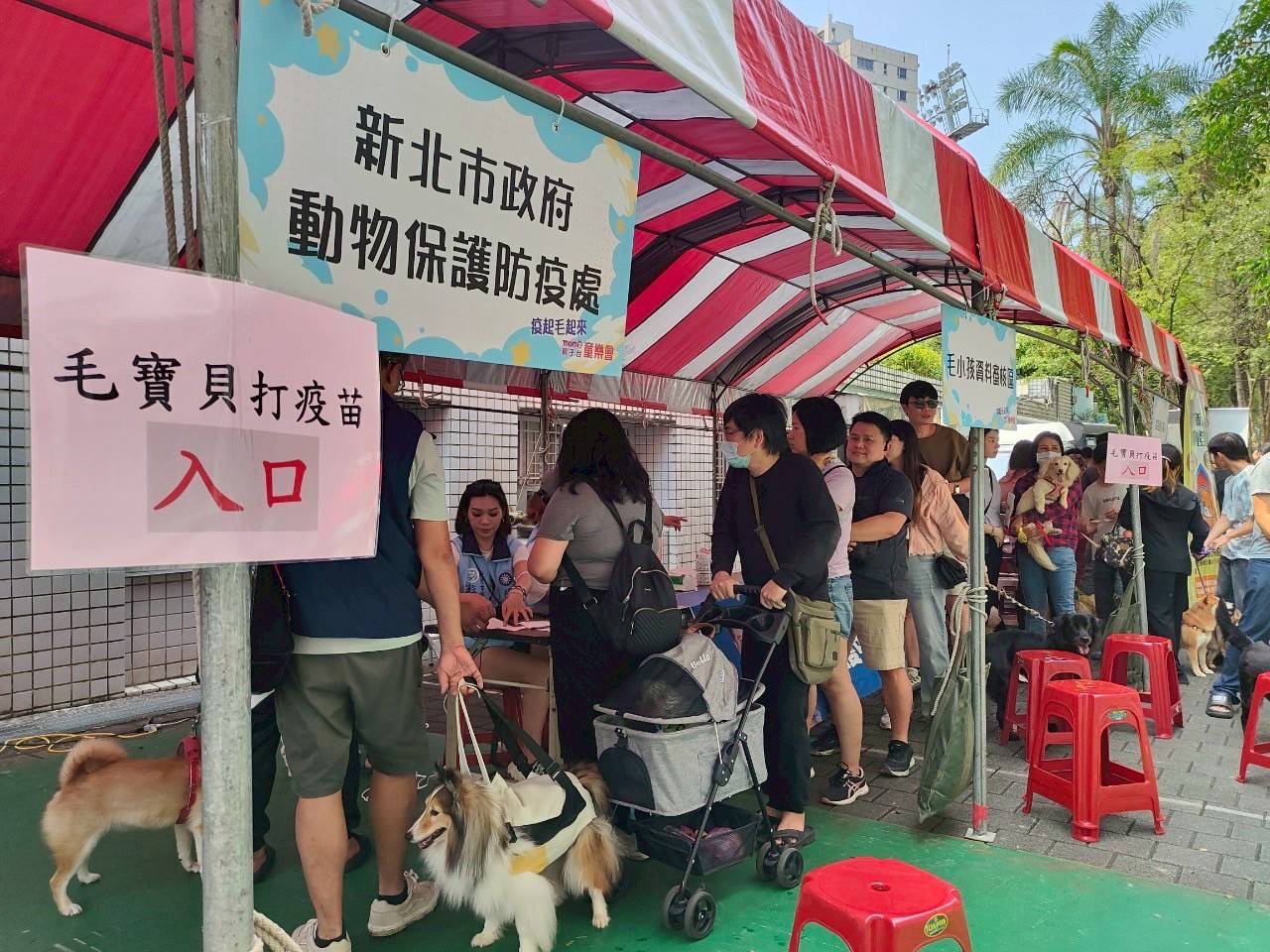  動保處每年定期辦理免費狂犬病疫苗巡迴注射活動。