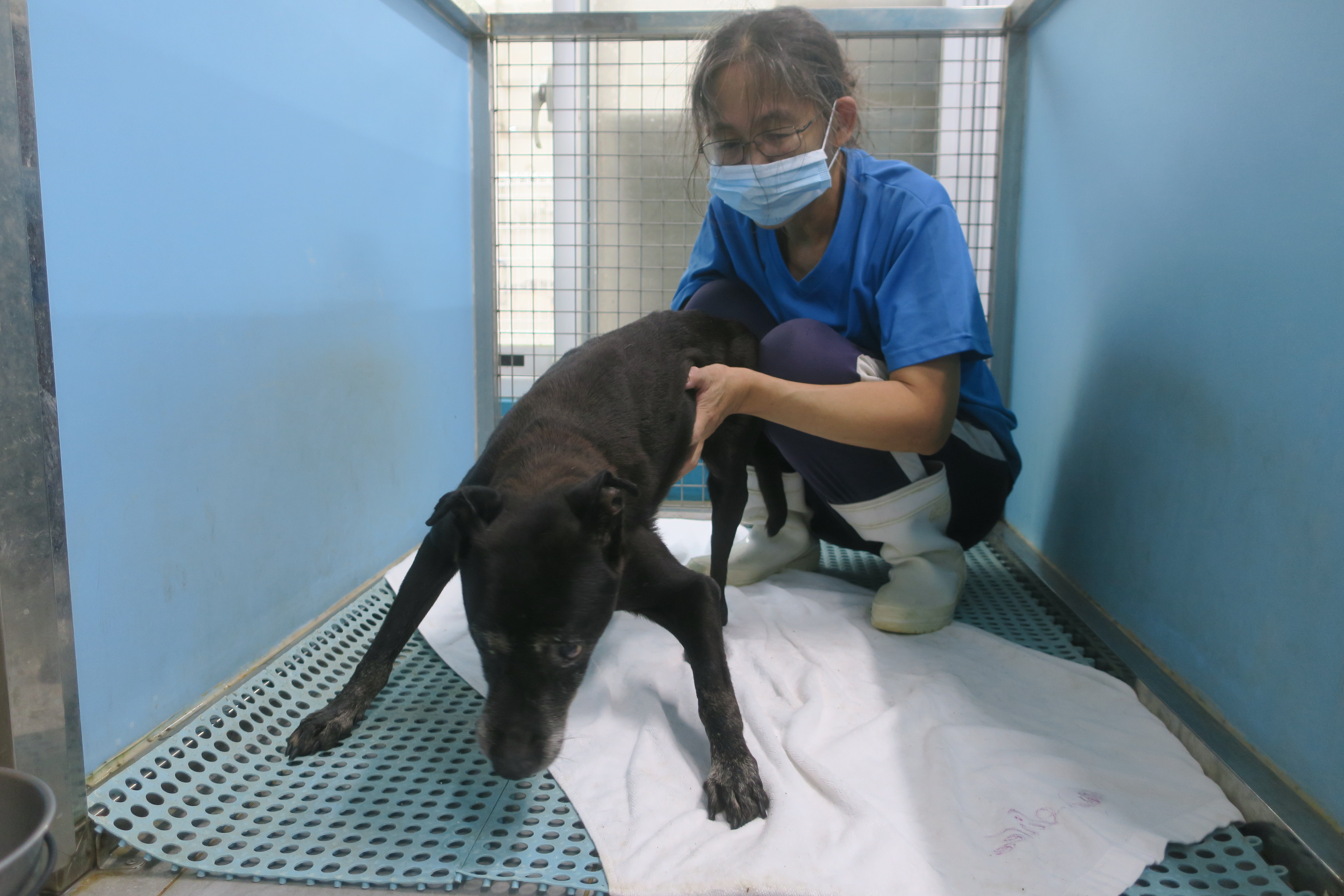 手術順利切除病灶，目前犬隻恢復良好，正等待有緣人認養。