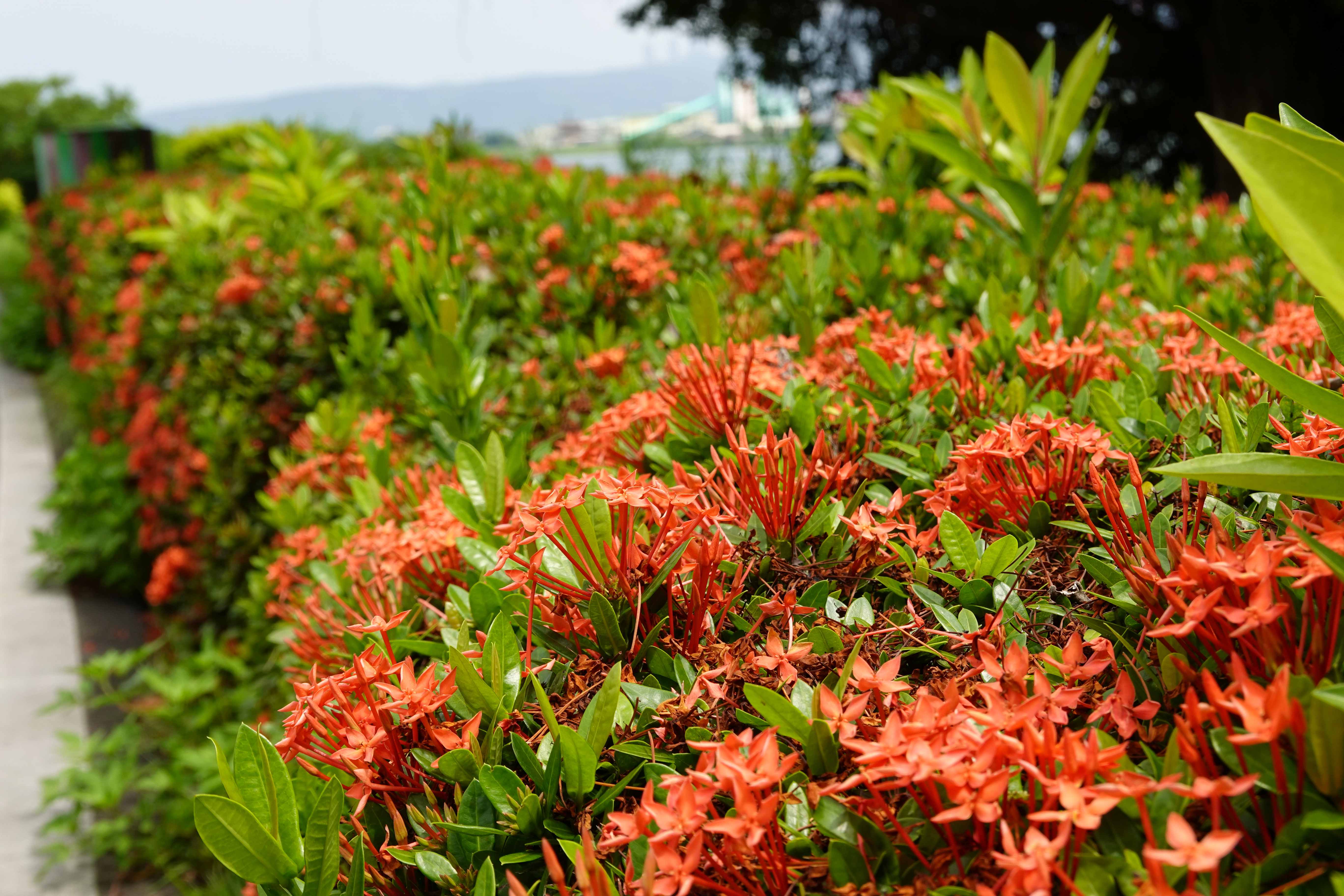  夏日微風輕拂，仙丹花海熱情相迎