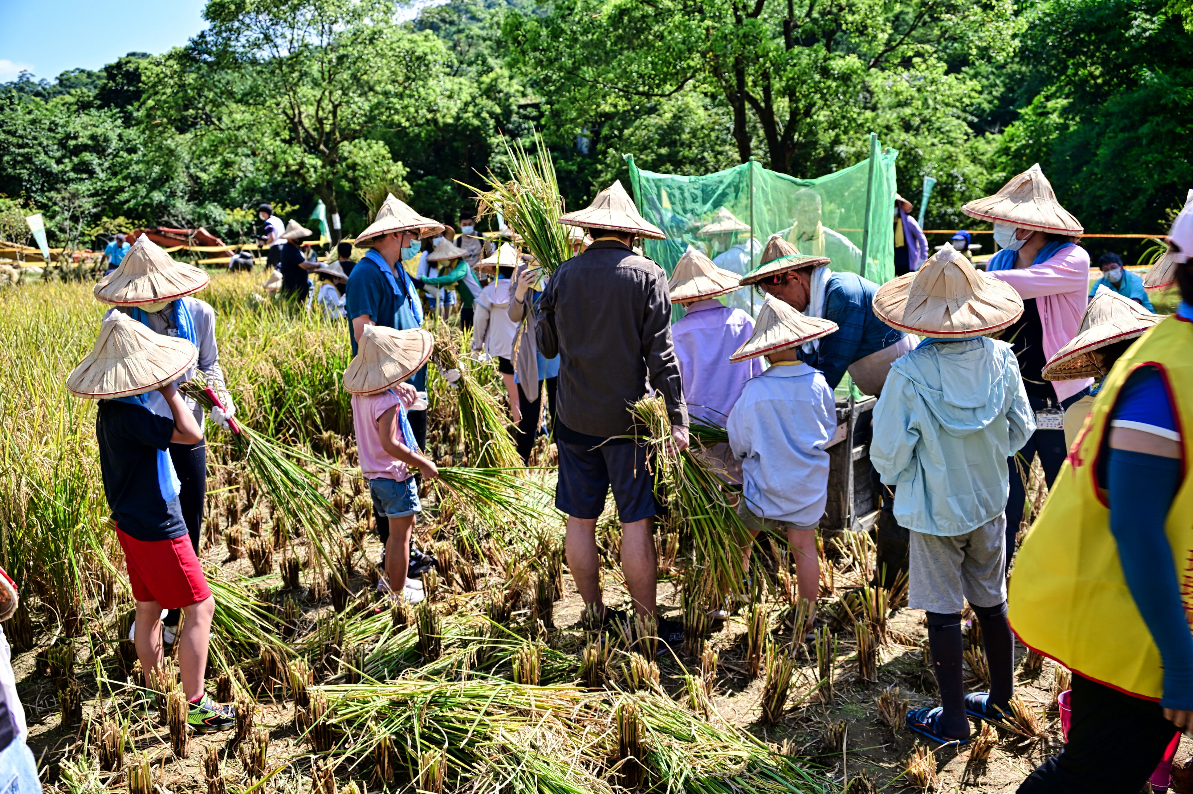  汐止區農會「割稻體驗暨食穗知味動手玩食農」8月23日汐止區農會休閒中心熱鬧登場