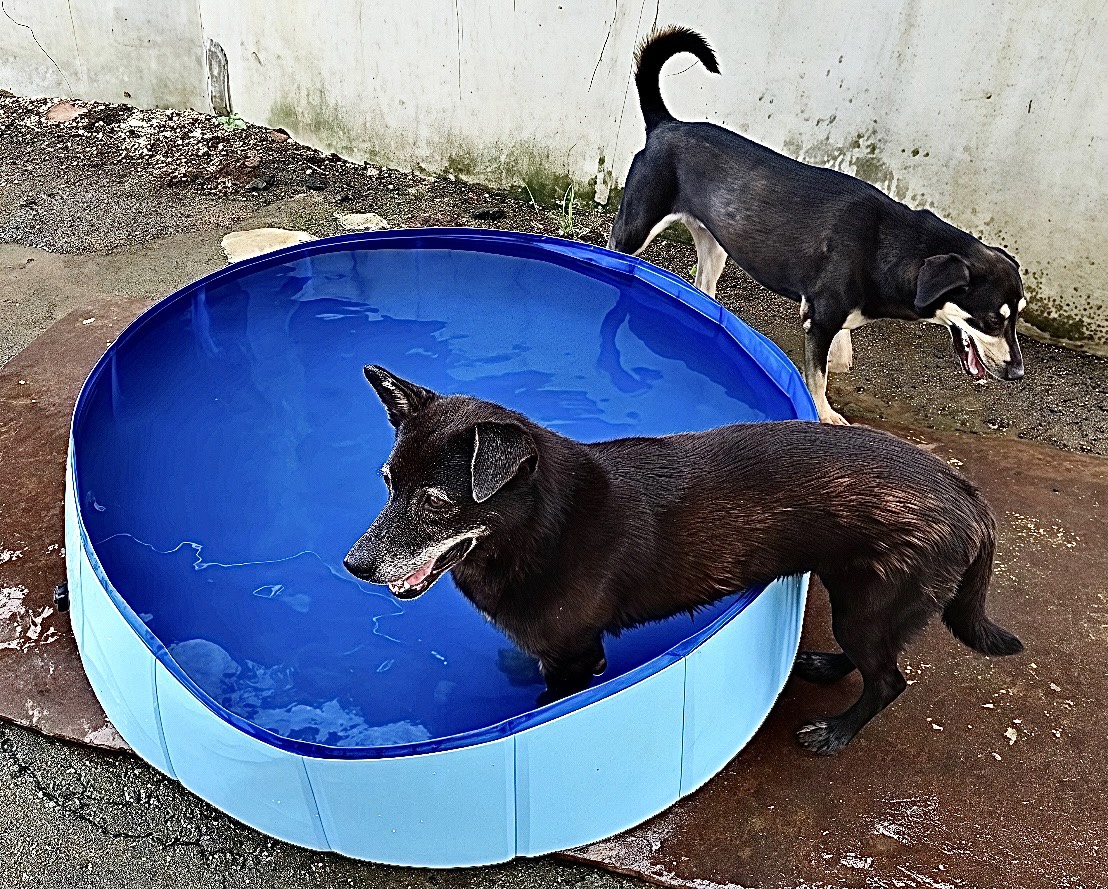  淡水動物之家狗狗戲水樂。