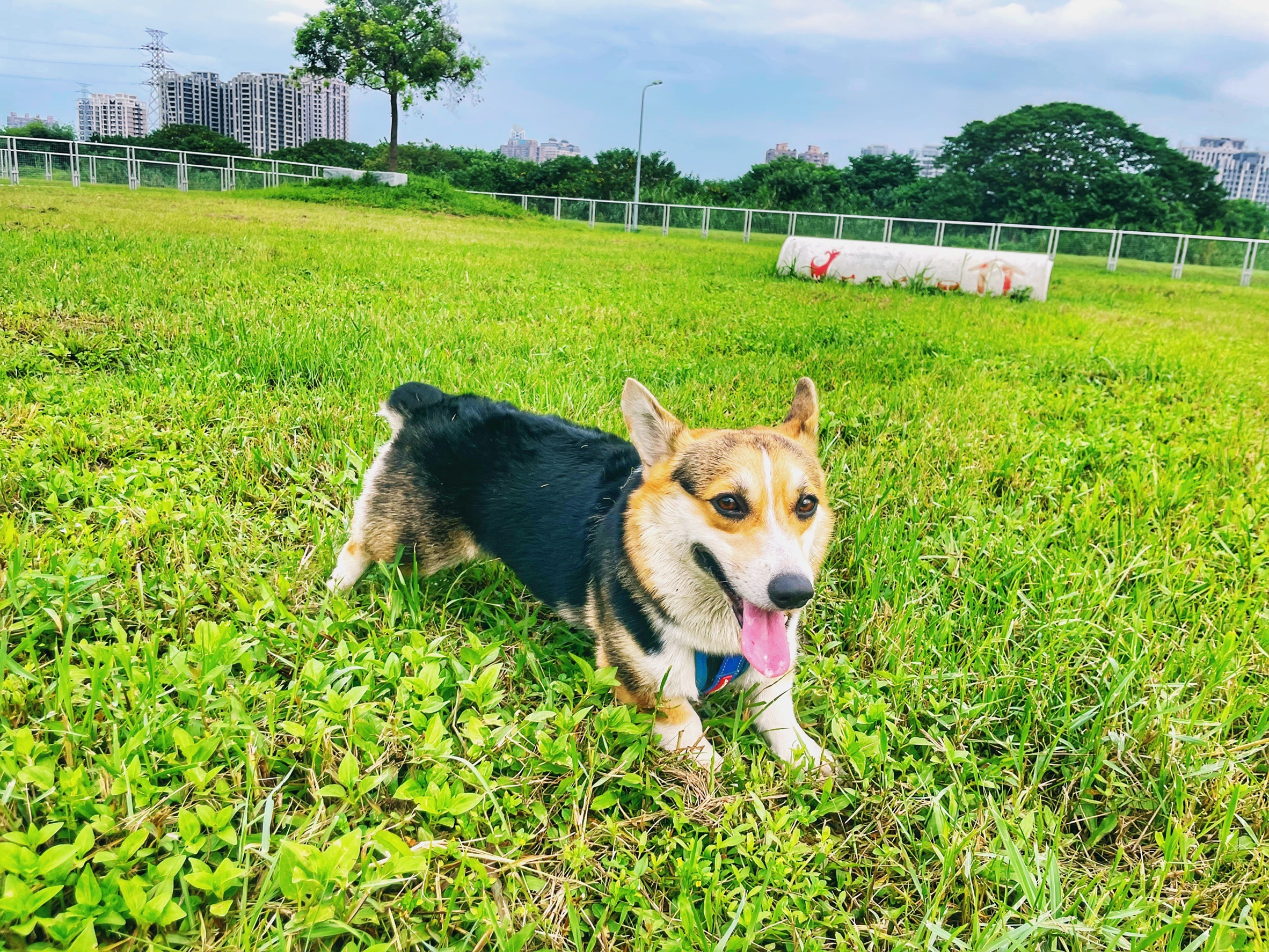  新北河濱寵物公園內設有簡易訓練設施 可讓毛孩鍛鍊體能