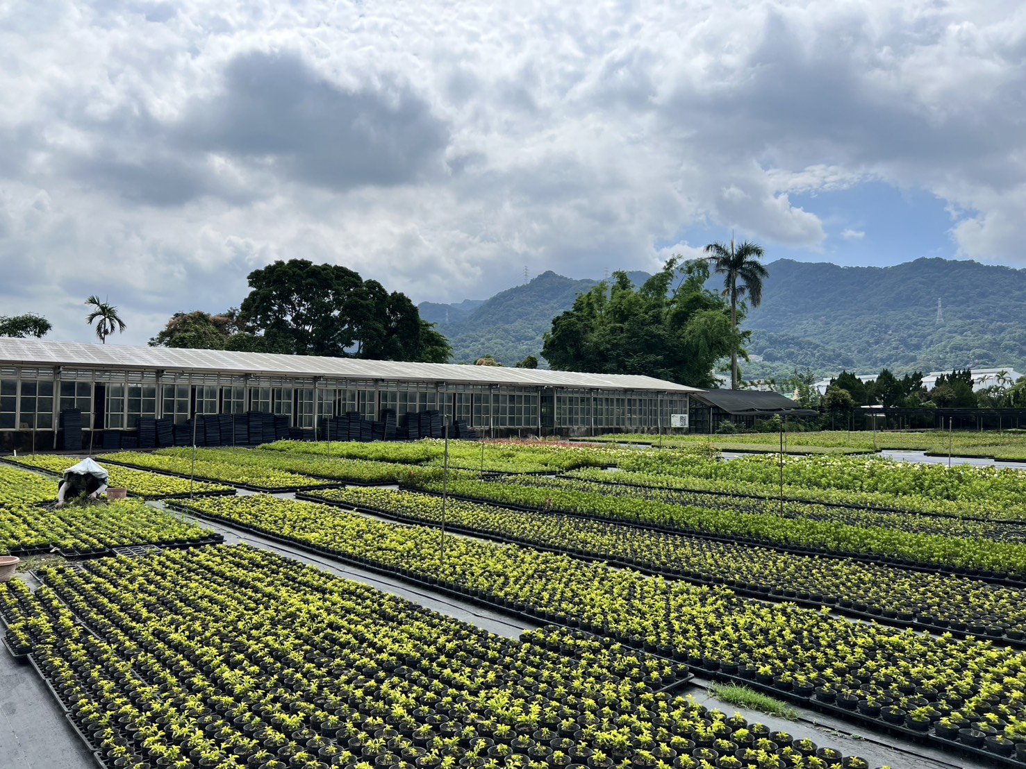 三峽大埔苗圃累積豐富的園藝栽植與照護經驗，為新北市的綠化美化提供穩定支持
