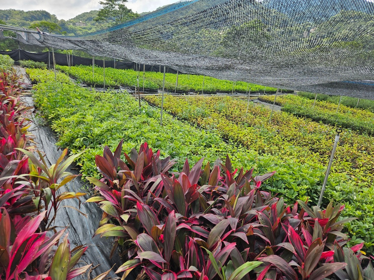 石碇小格頭苗圃為新北市綠美化的重要苗木供應地，肩負苗木培育與生態保育的重要任務