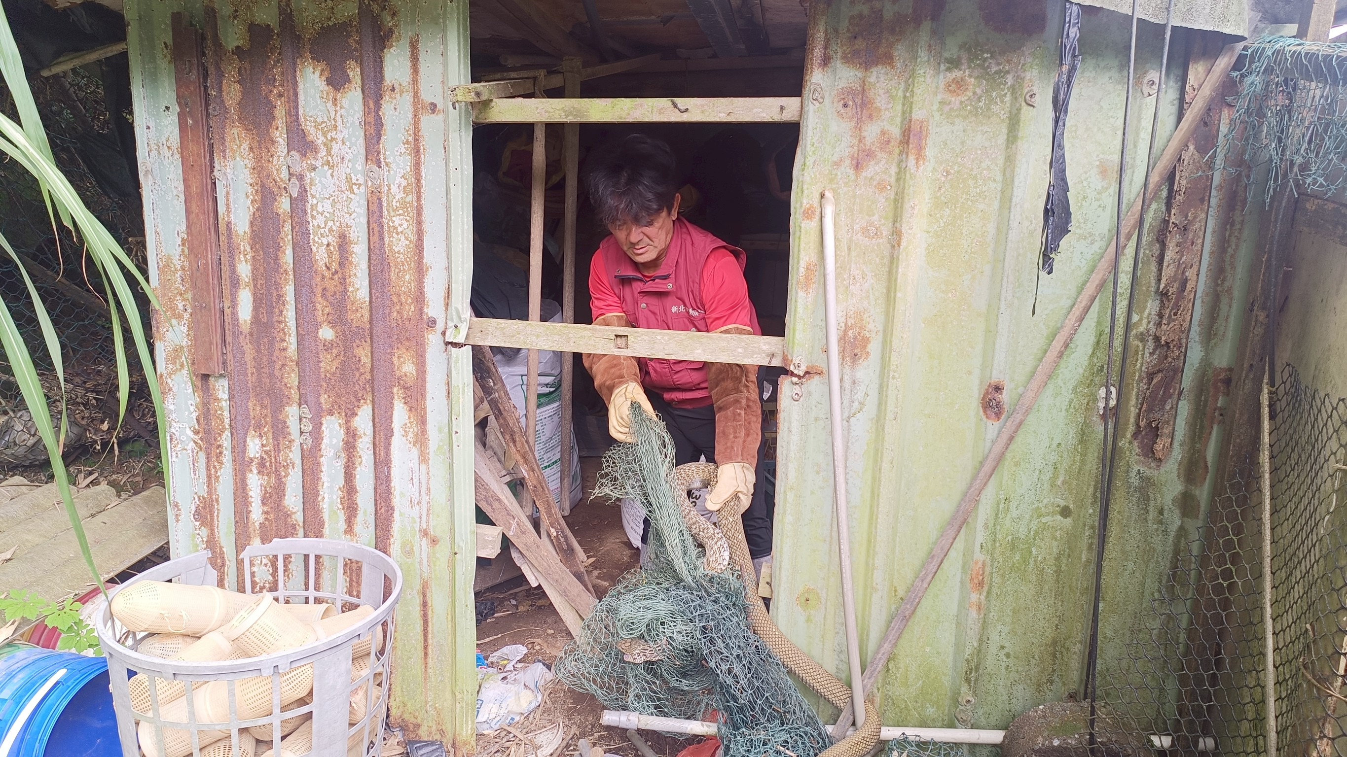  動保員李國良從廢棄鐵皮屋救出受困魚網的臭青母 。