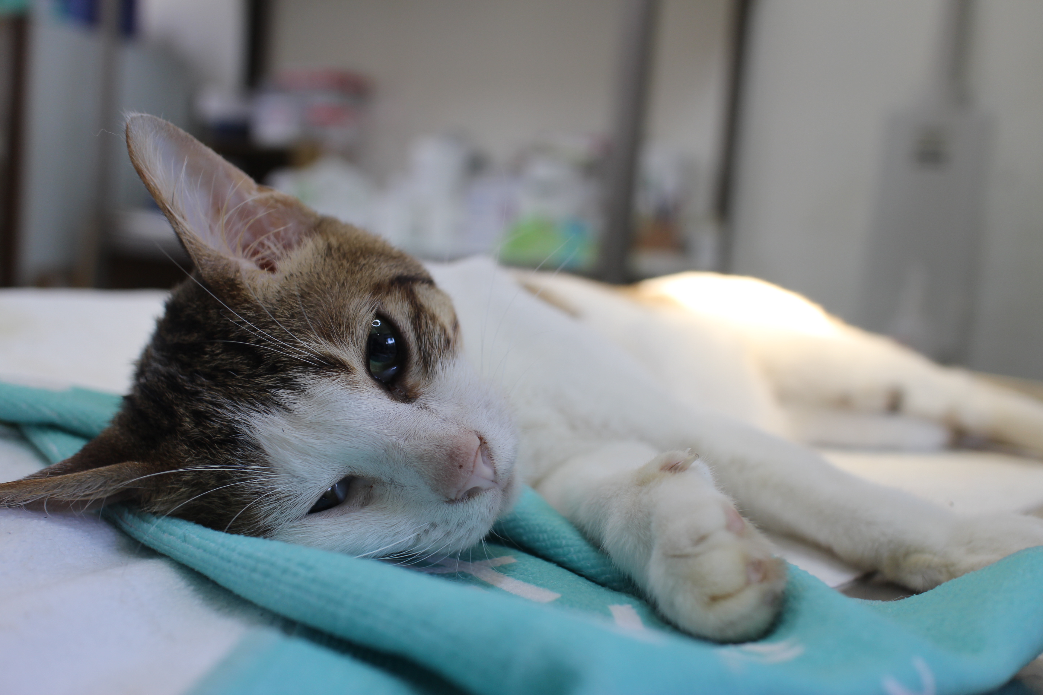 白虎斑貓絕育手術前麻醉時的照片。