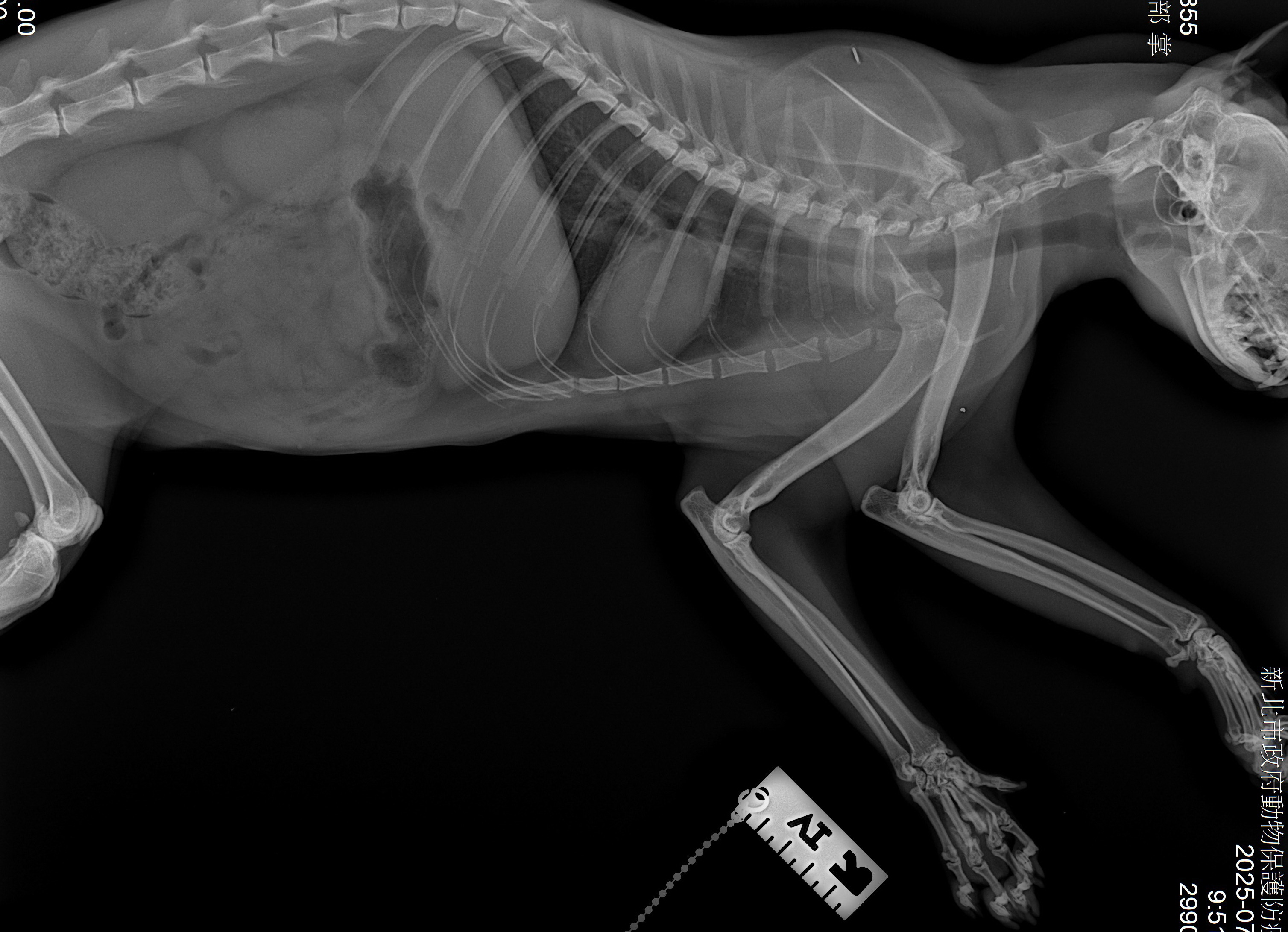  白虎斑貓X光檢查的照片。