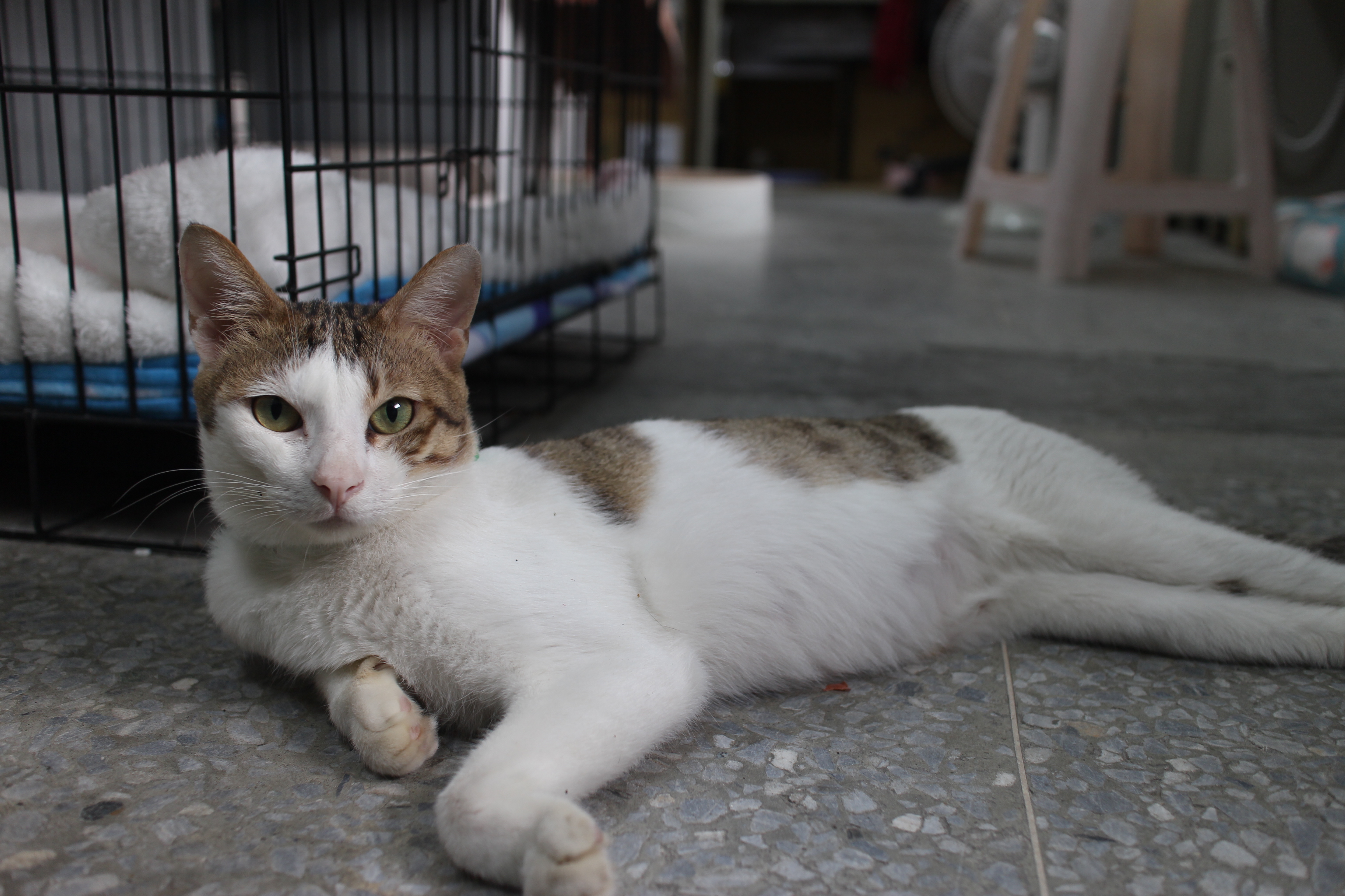  白虎斑貓在辦公室照護治療的照片。