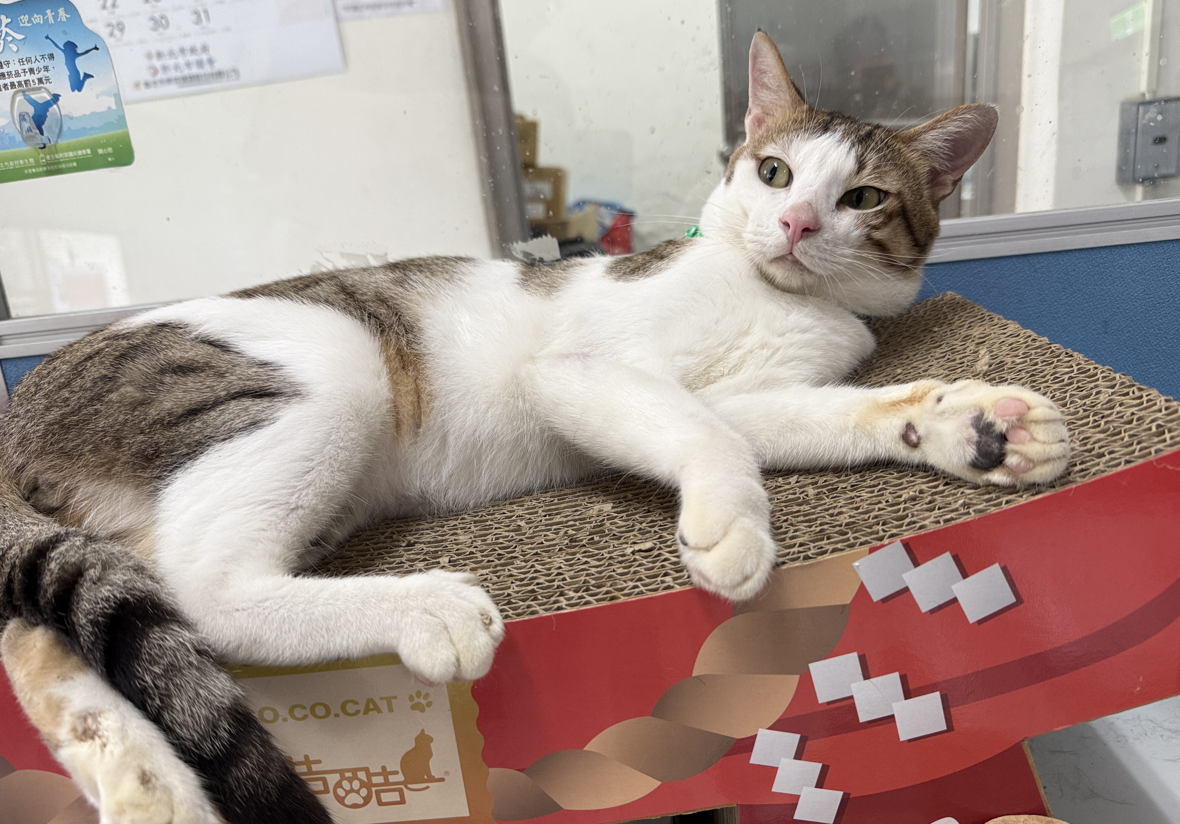  白虎斑貓悠閒的躺在桌上貓抓床的照片。