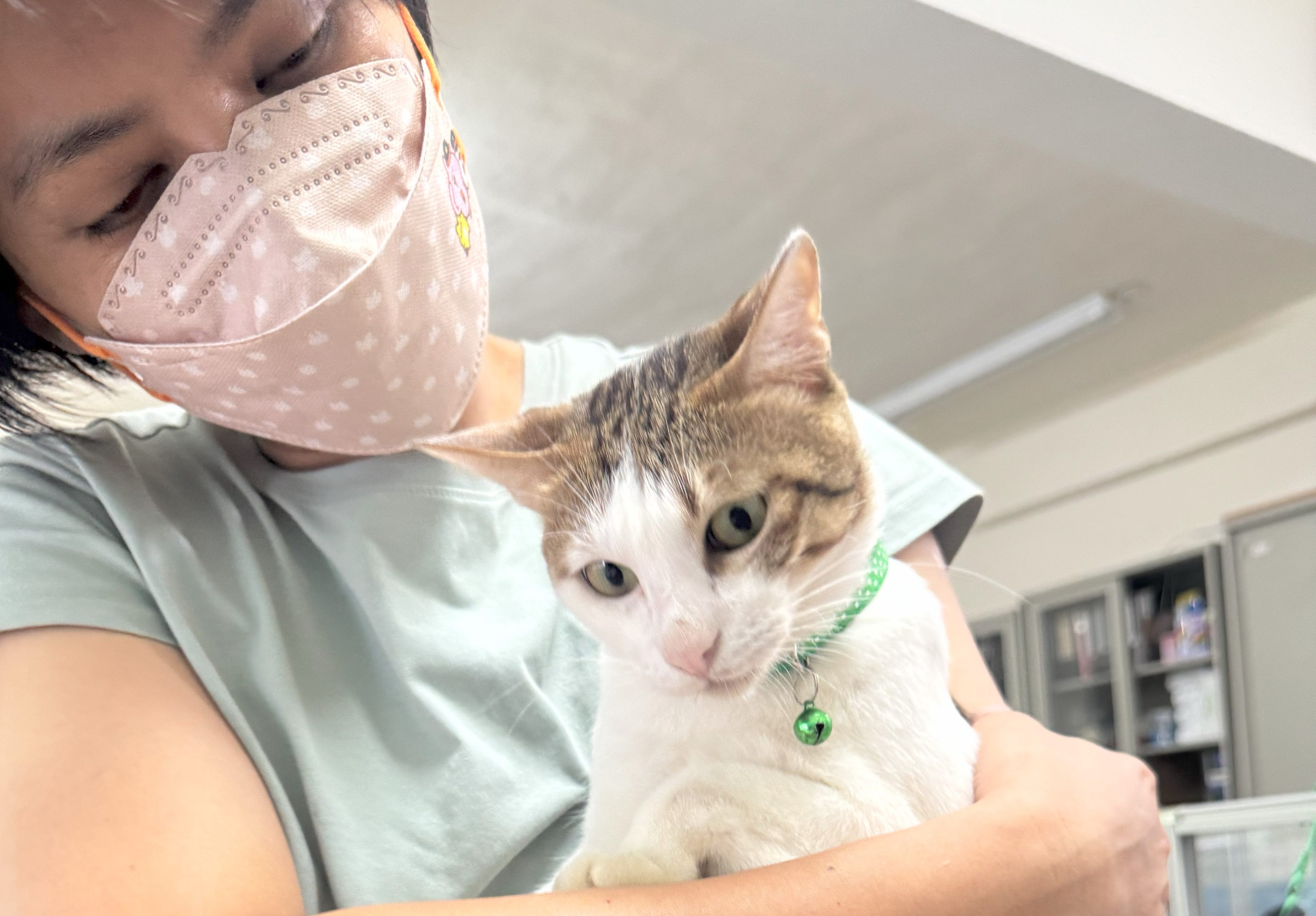  白虎斑貓與飼主合照準備回家的照片。