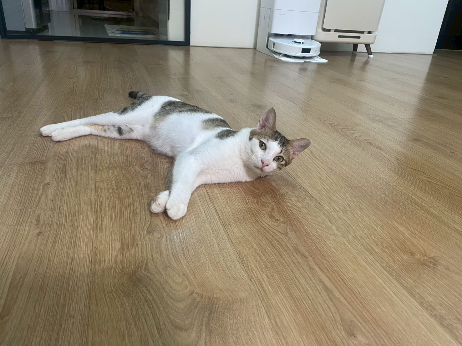  白虎斑貓悠閒的躺在新家地板上的照片。